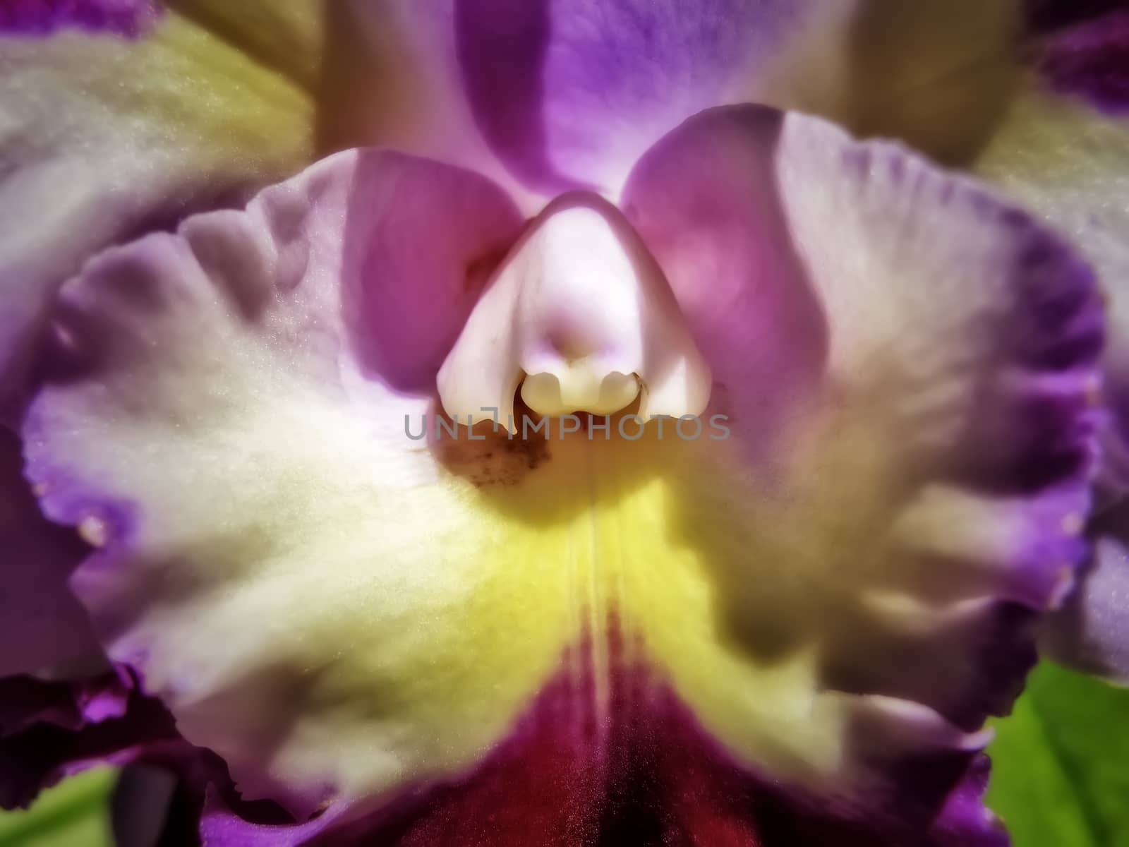 Macro shot of lavender and yellow orchid