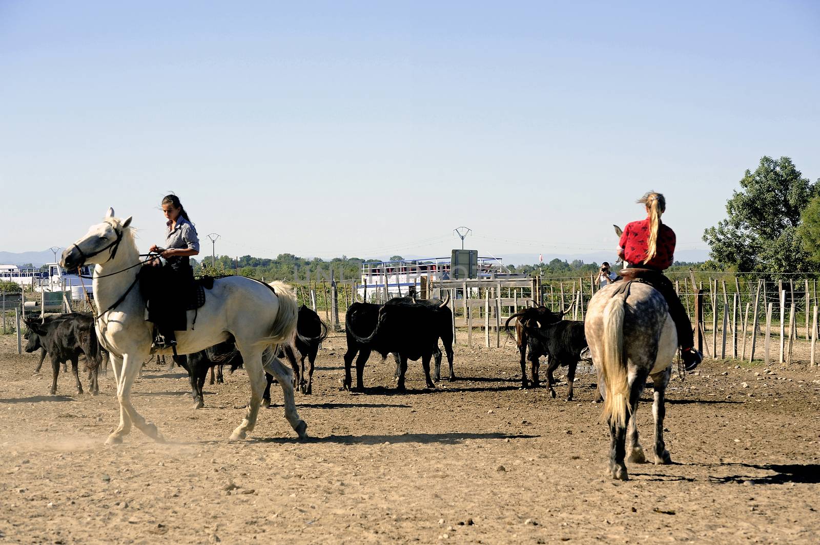 Girls Gardians working a herd of bulls in a herd of Camargue, French region specialized in the breeding bulls.