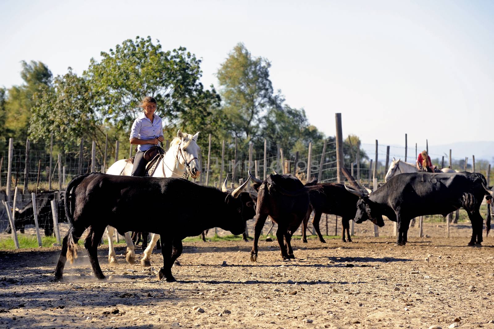 Girls Gardians working a herd of bulls by gillespaire