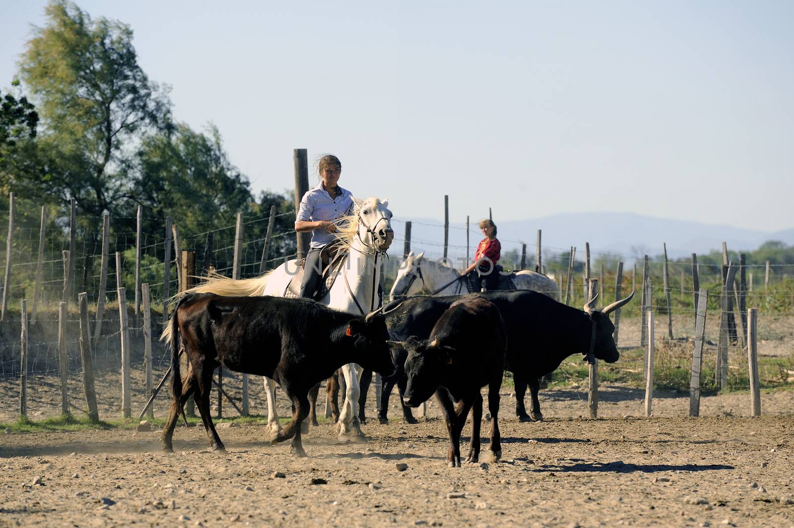 Girls Gardians working a herd of bulls in a herd of Camargue, French region specialized in the breeding bulls.