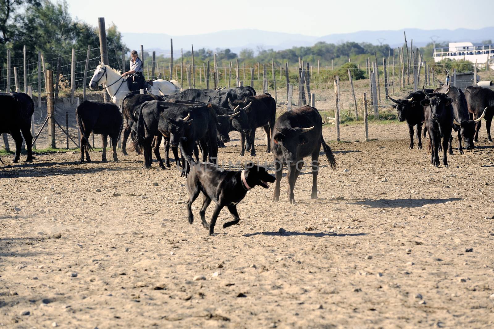 Girls Gardians and a dog working a herd of bulls in a herd of Camargue, French region specialized in the breeding bulls.