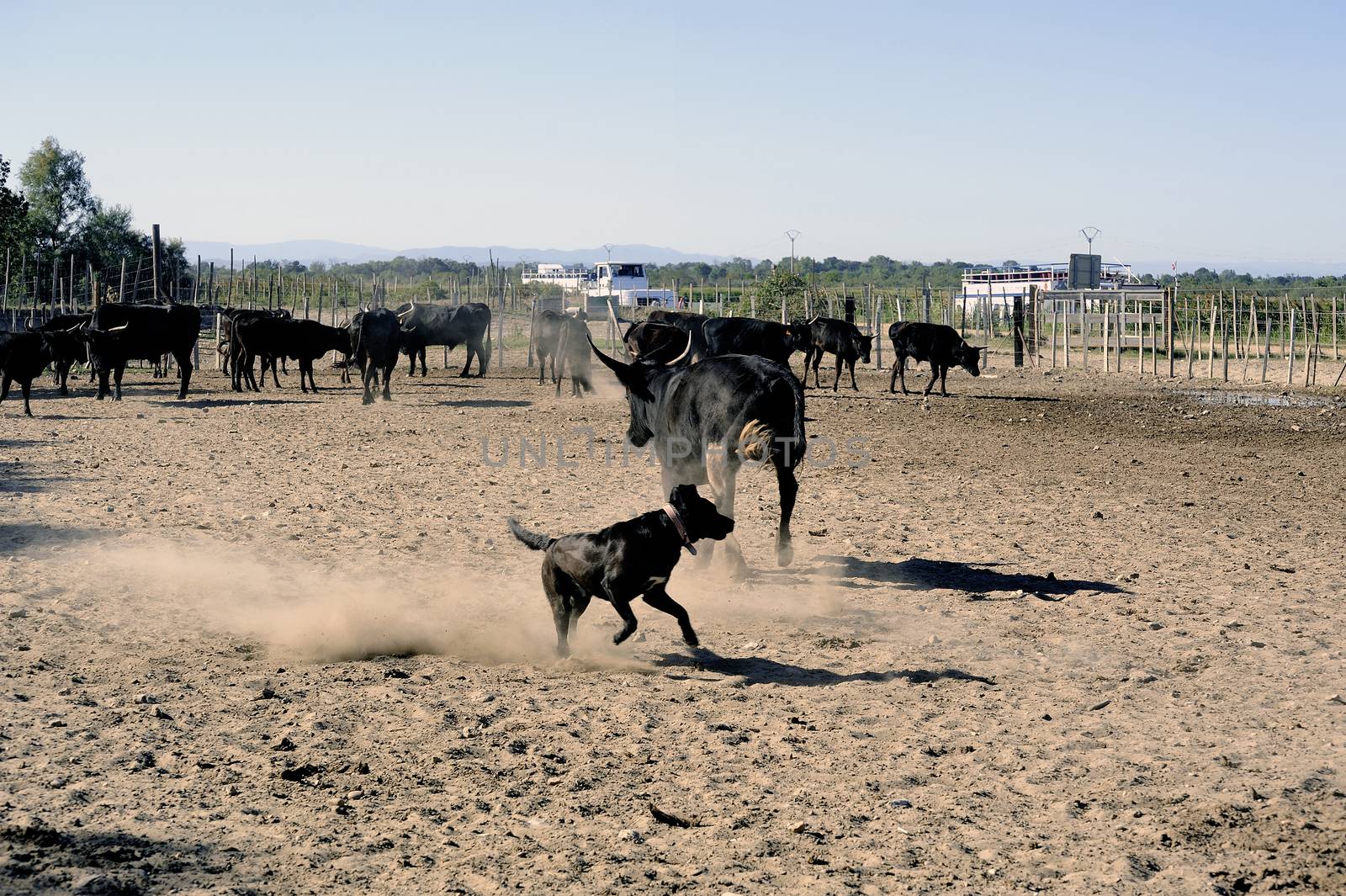 the herdsman bull dog at work in the French Camargue region