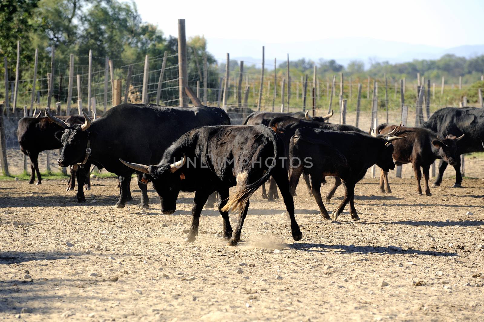 A bull is angry with the dog who is responsible to enforce obedience in the French Camargue region