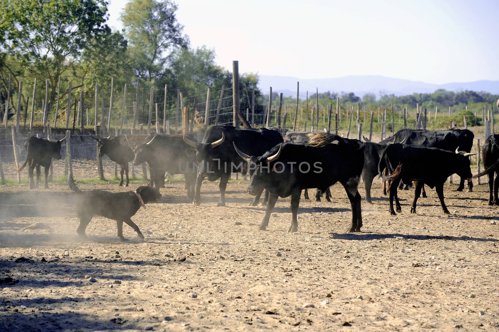 the herdsman bull dog at work in the French Camargue region