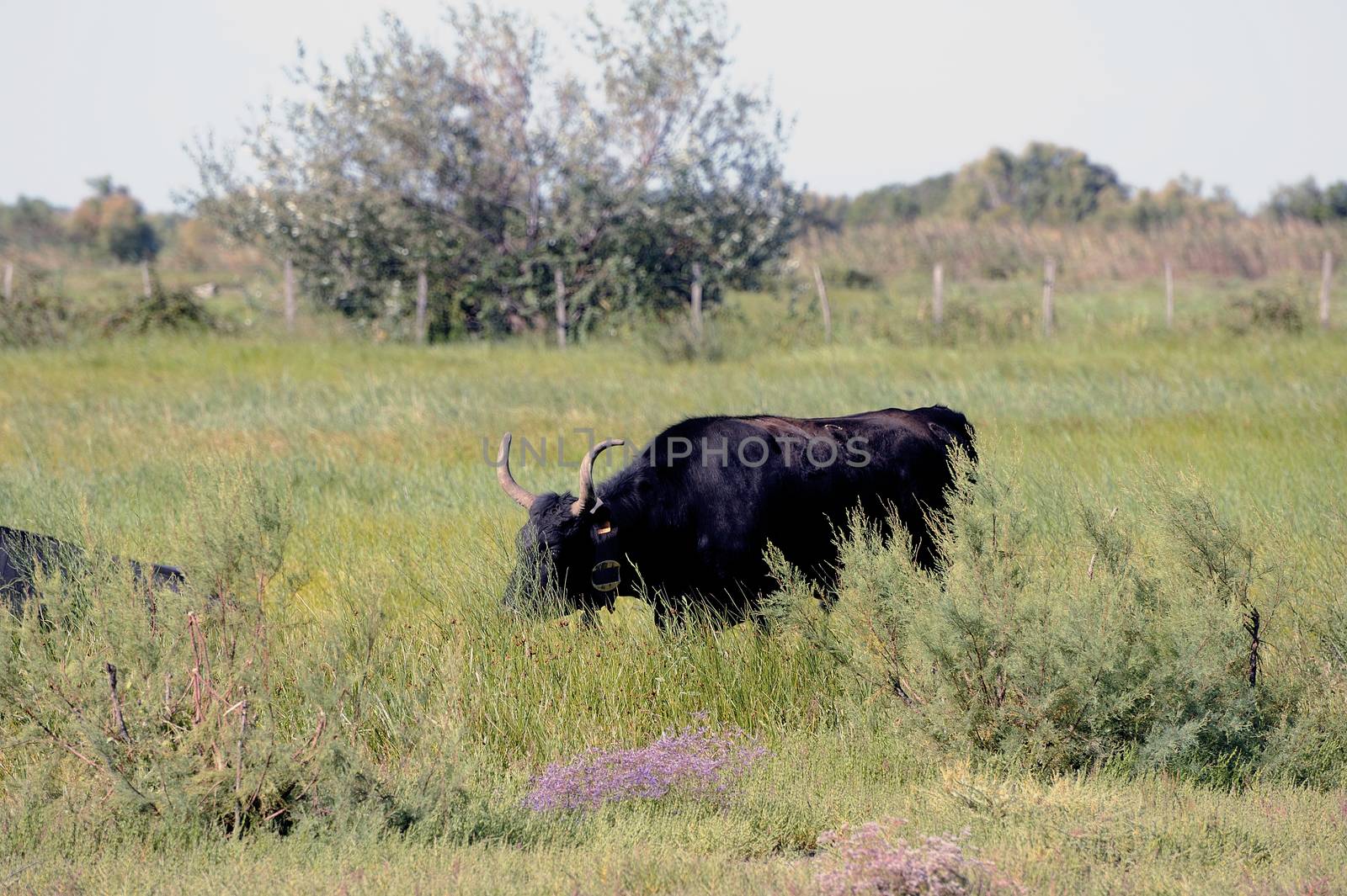 Camargue bulls in their pasture in the tall grass.