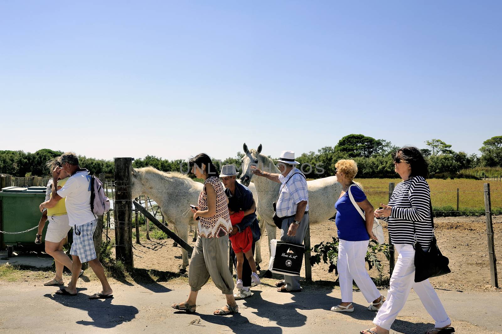 Tourists leave after their visit to the Camargue horses by gillespaire