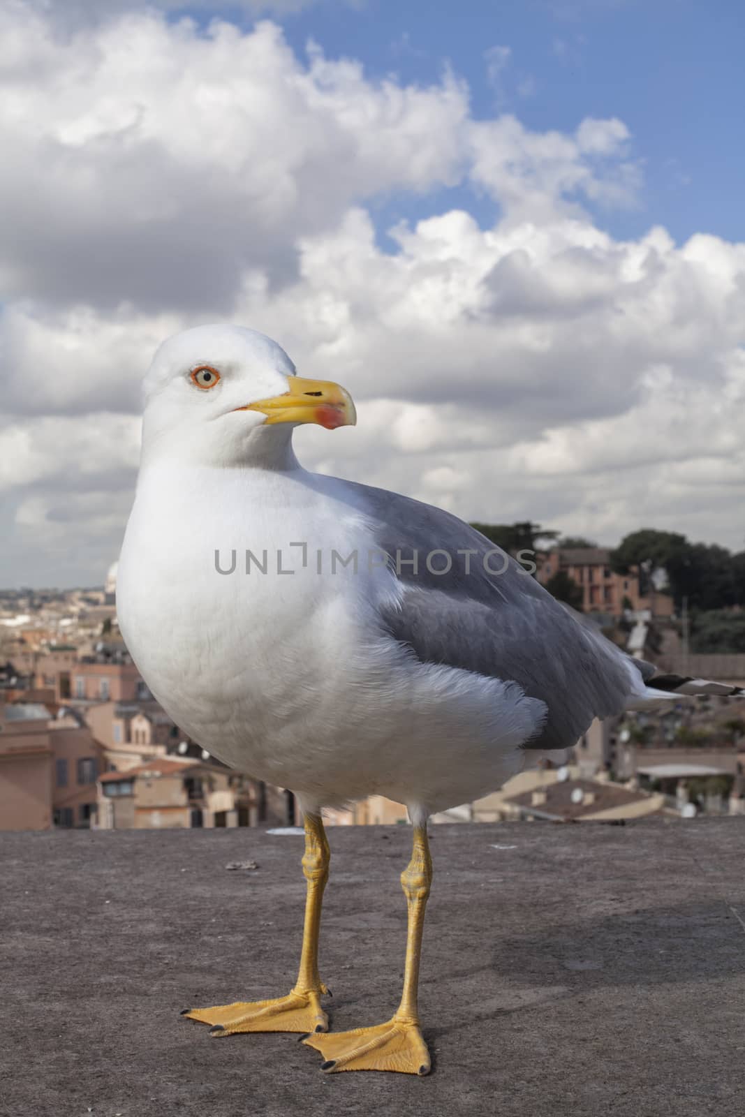 Seagull in Rome by pencap