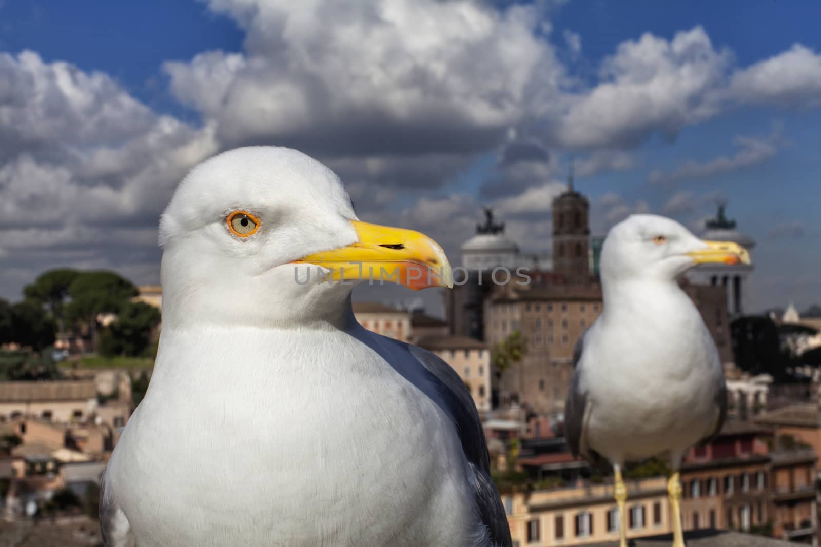 Seagull in Rome, Italy Series