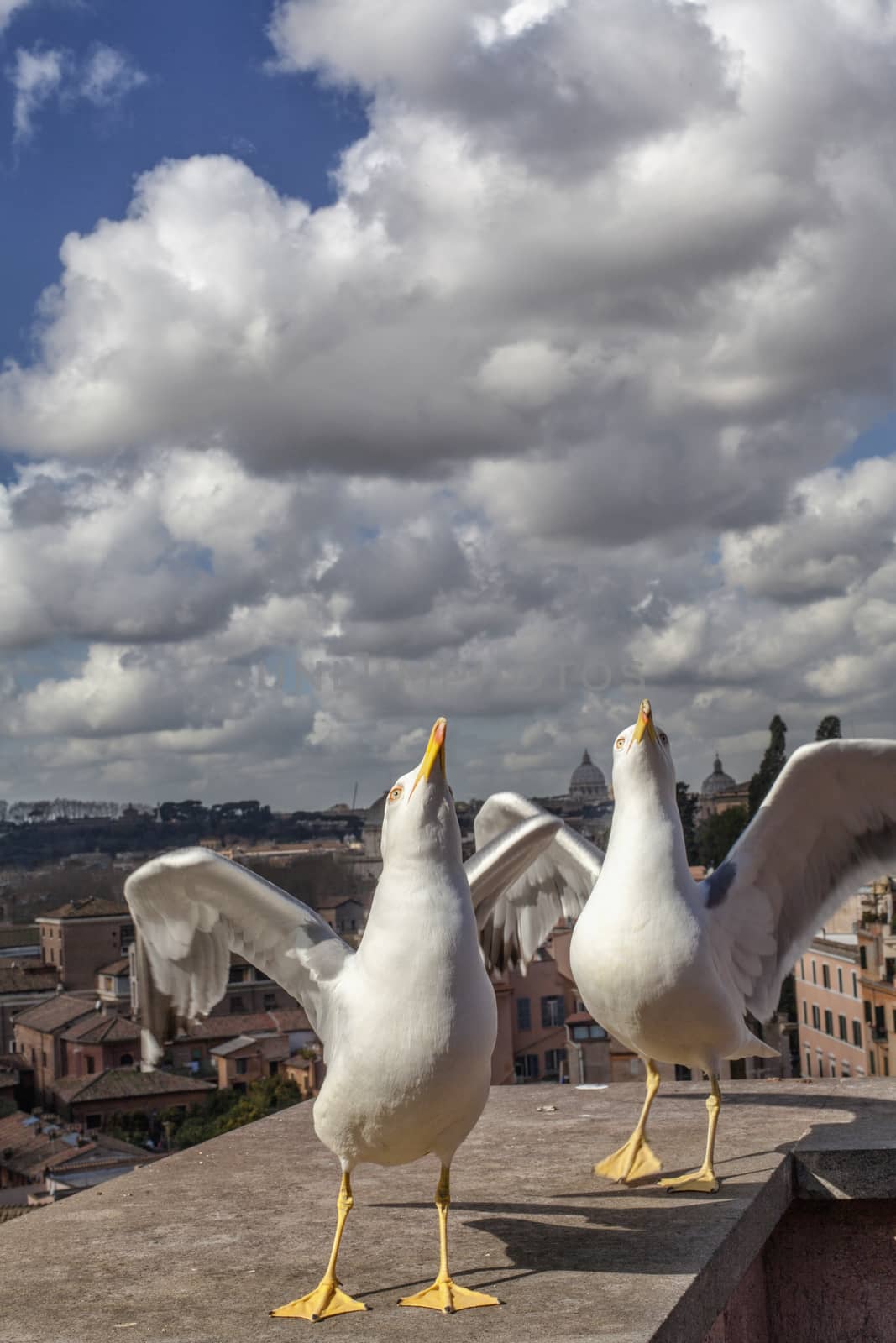 Seagulls in Rome, Italy Series