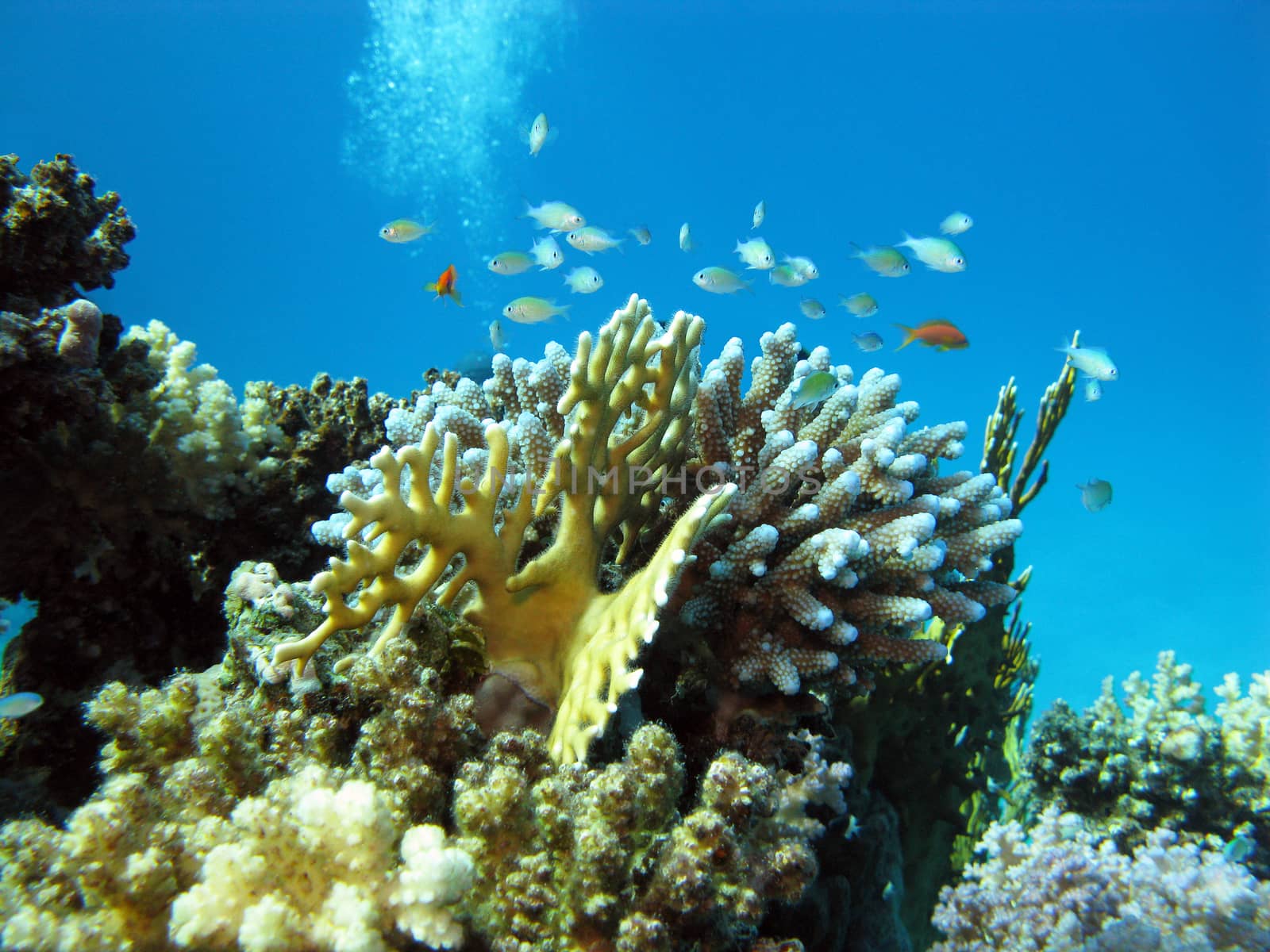 coral reef with hard corals and exotic fishes at the bottom of tropical sea on blue water background