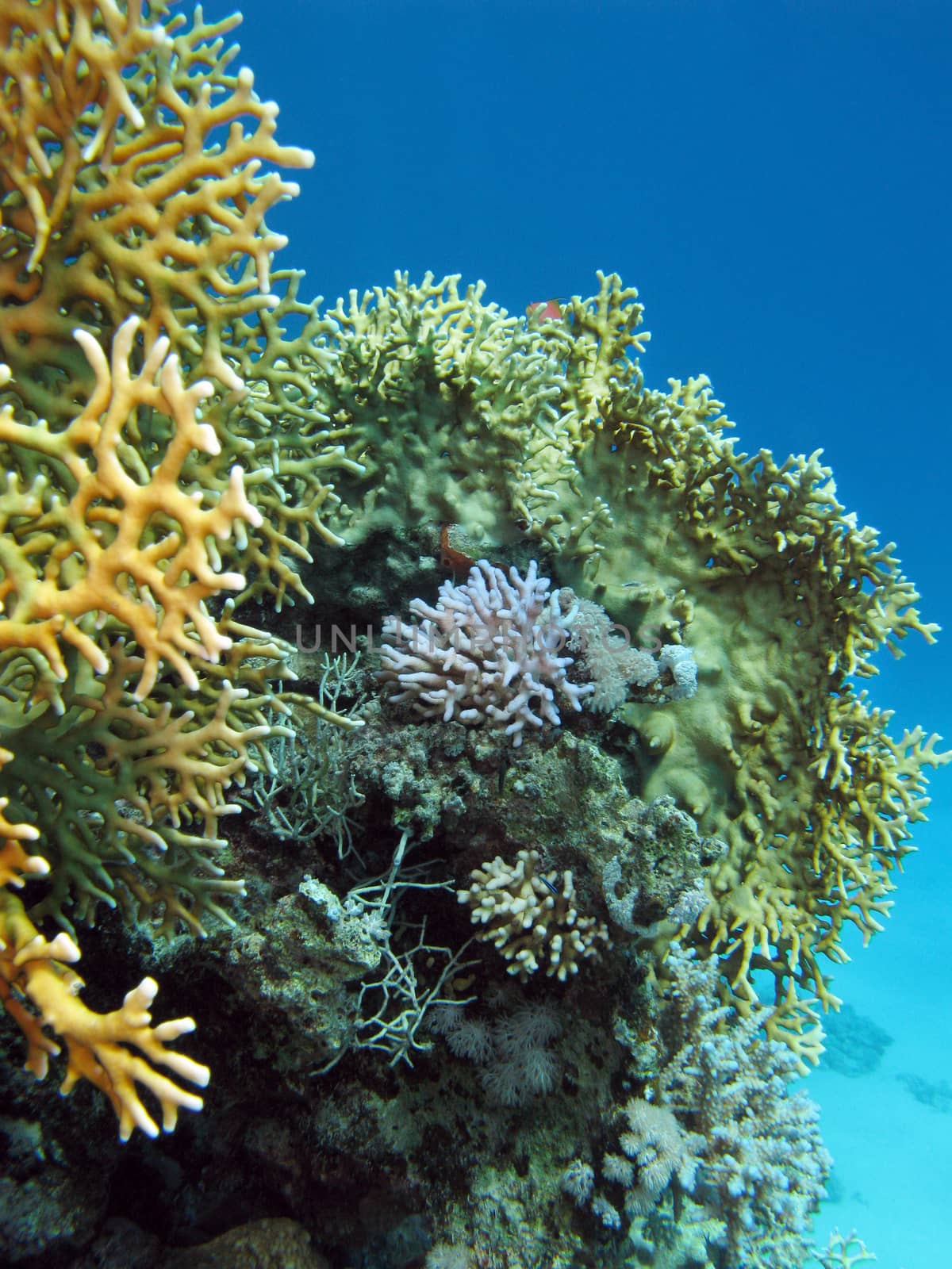 coral reef at the bottom of tropical sea on blue water background