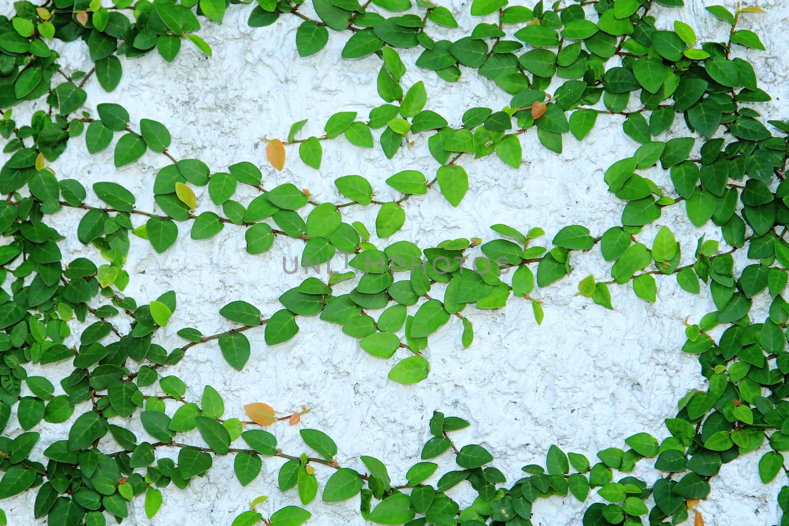 Green creeper plant on wall by foto76