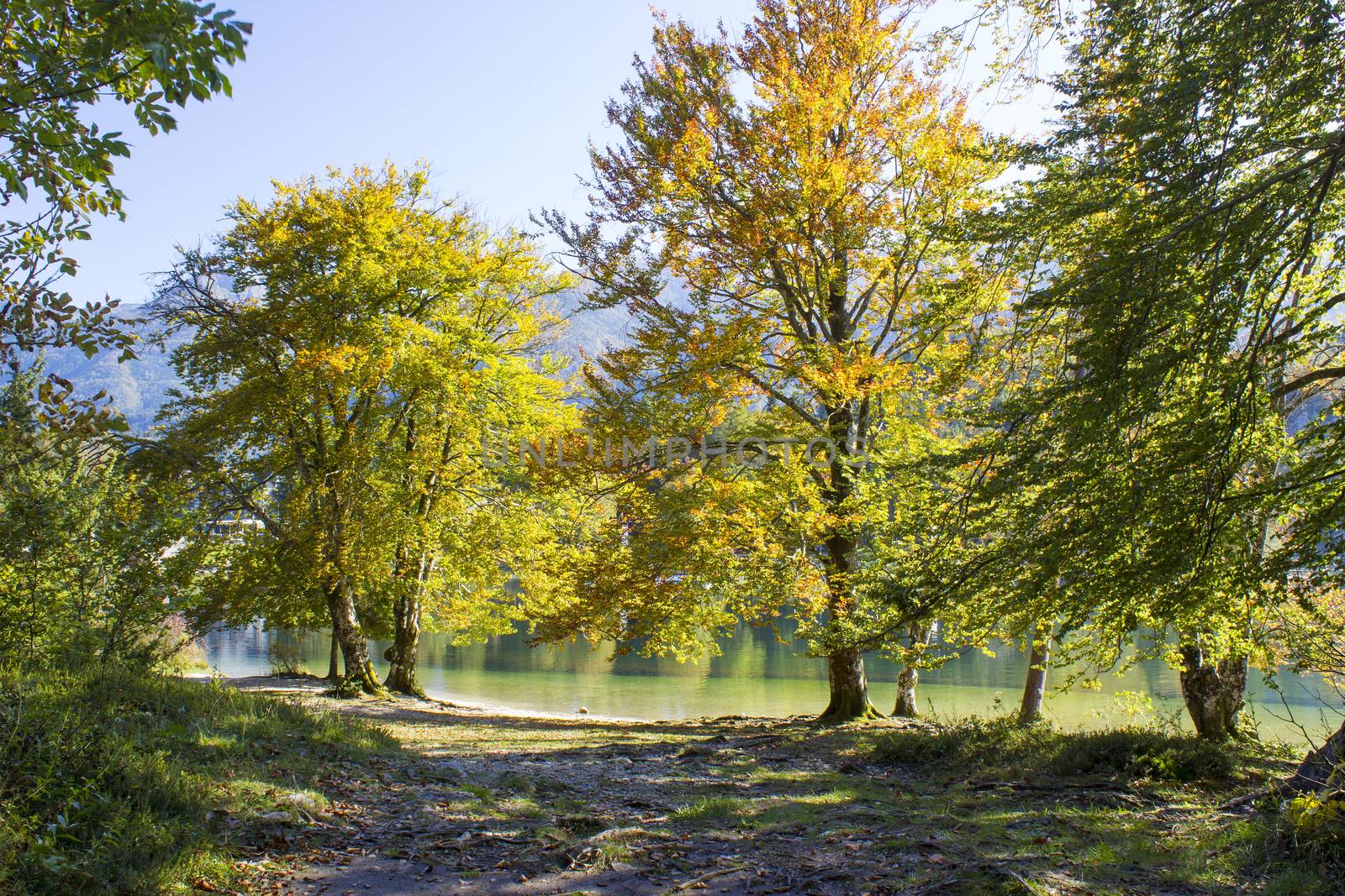 Old trees by the Bohinj lake, Slovenia by miradrozdowski