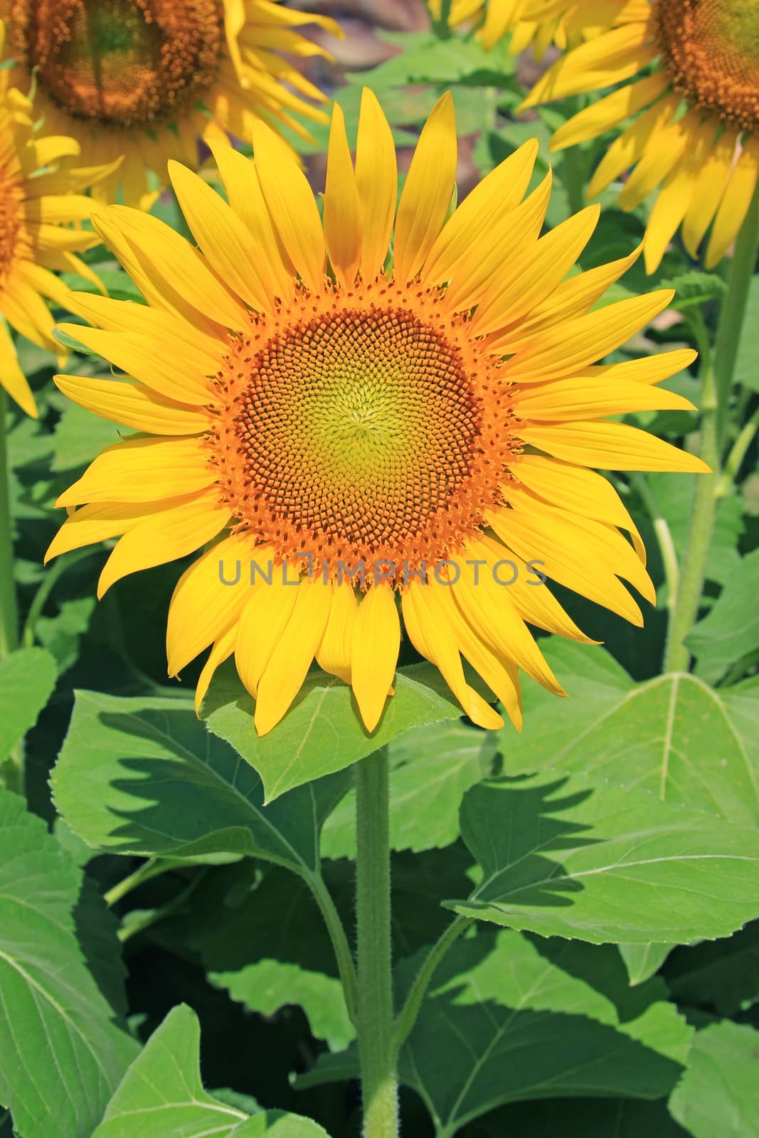 Closeup of Sunflower