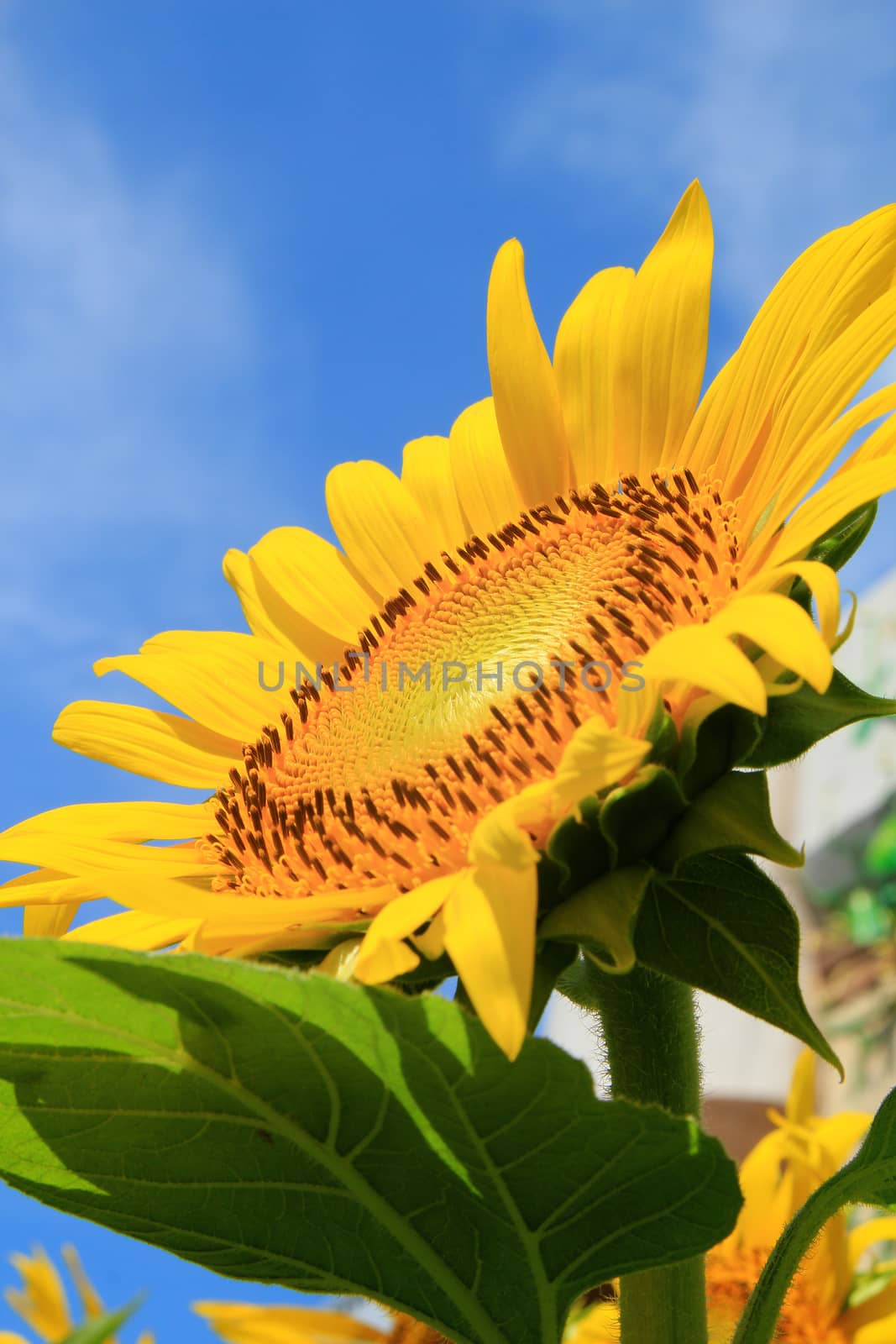 Closeup of Sunflower by foto76