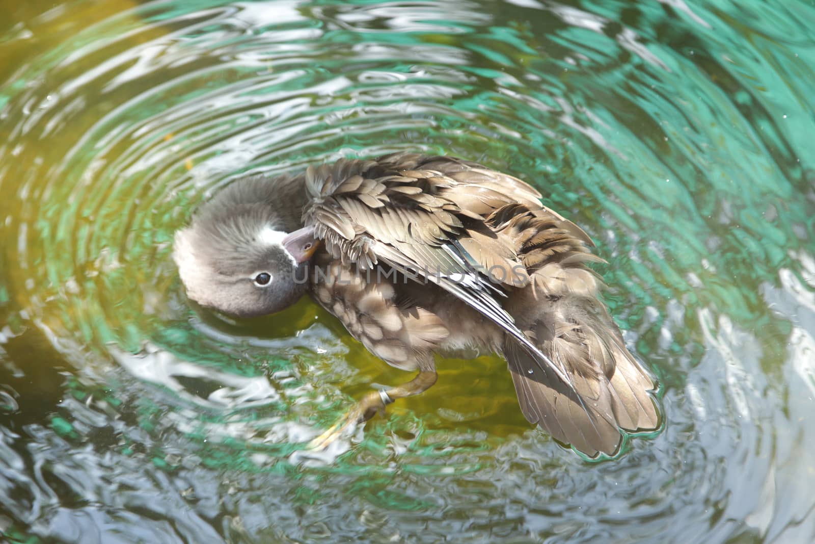 Brown duck in the water