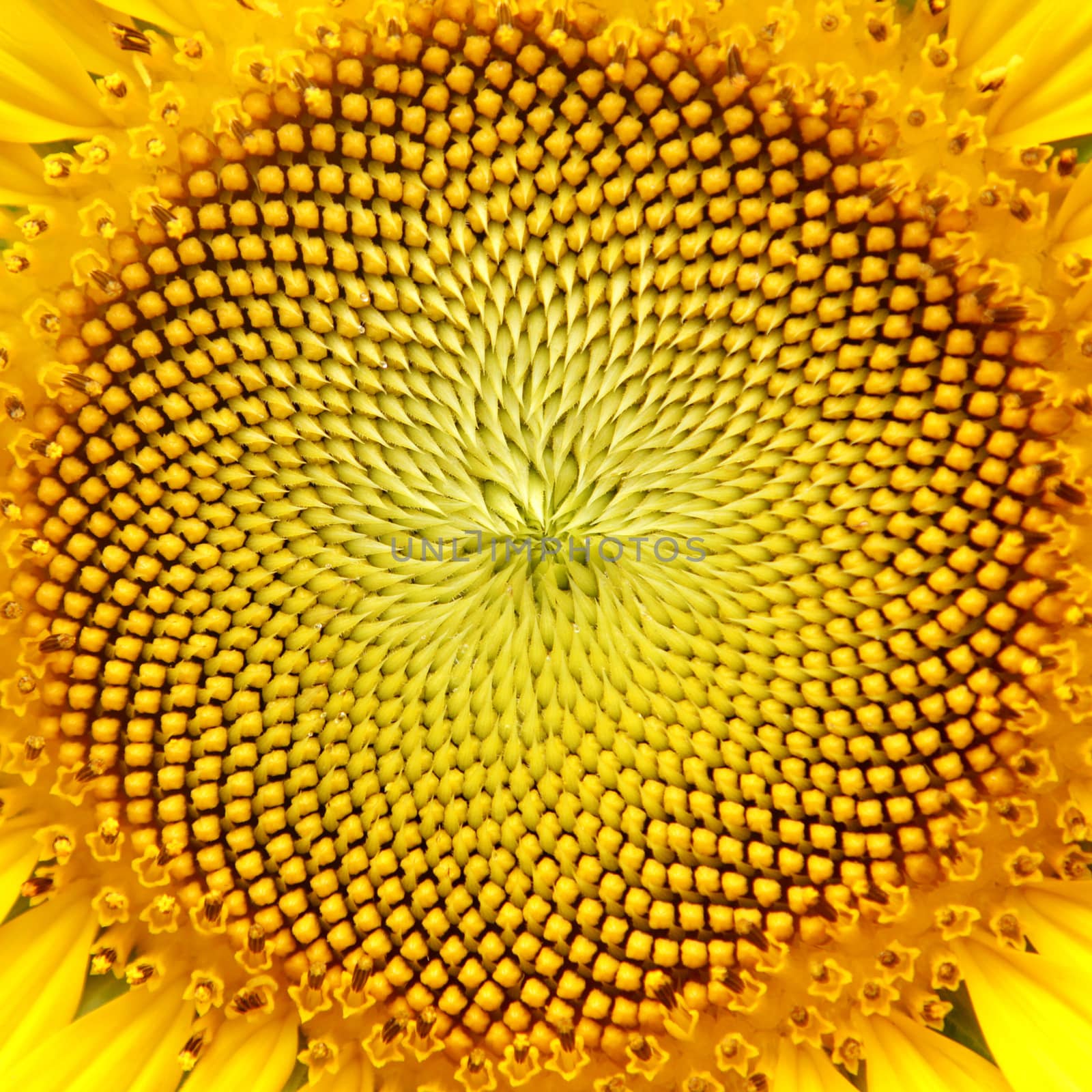 Closeup of Sunflower