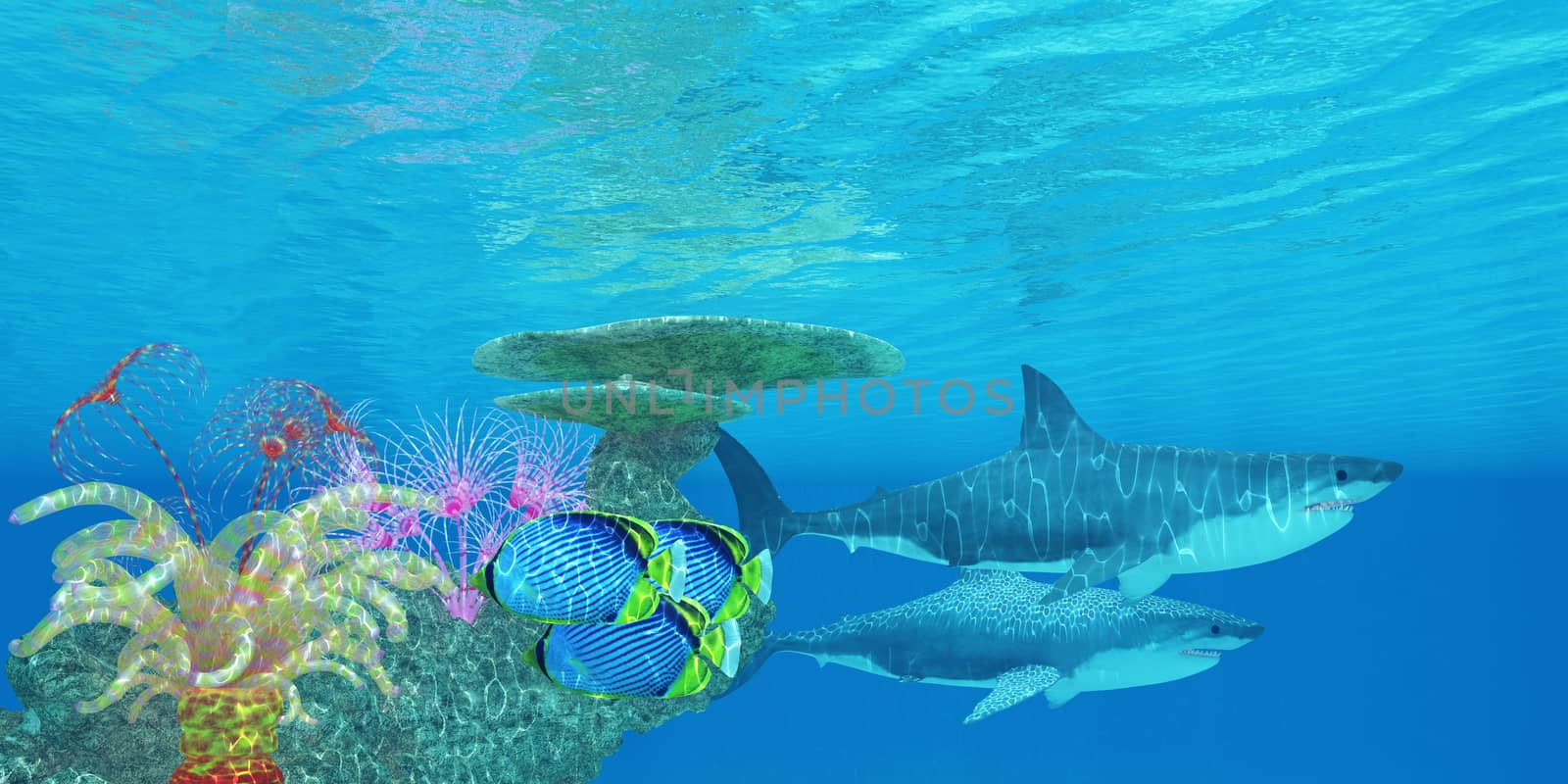 Great White Shark Reef by Catmando