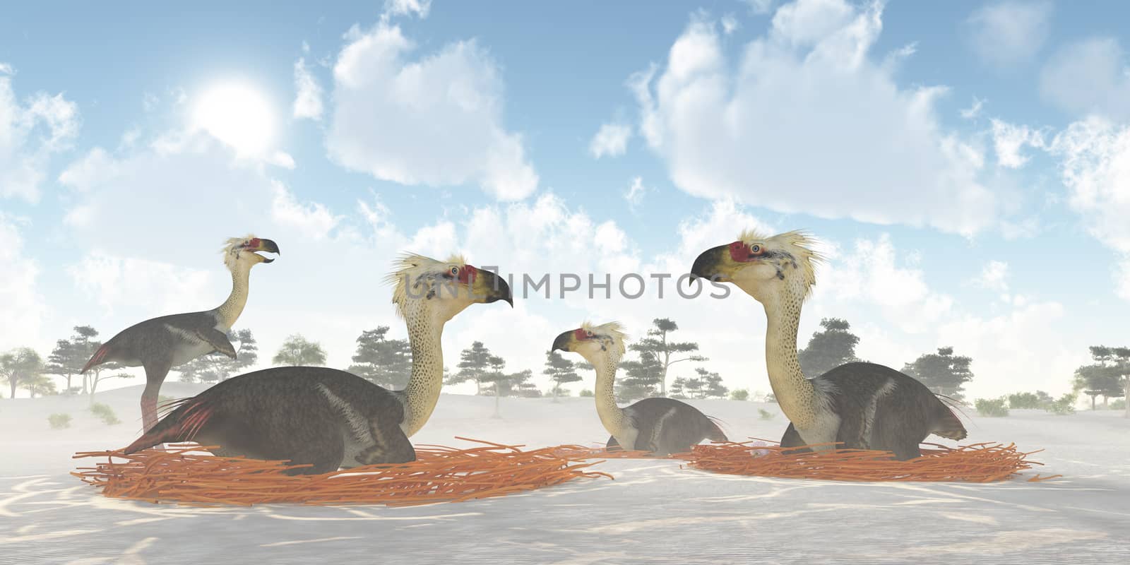 A male Phorusrhacos bird of prey watches over a colony of nesting females during the Miocene Era.
