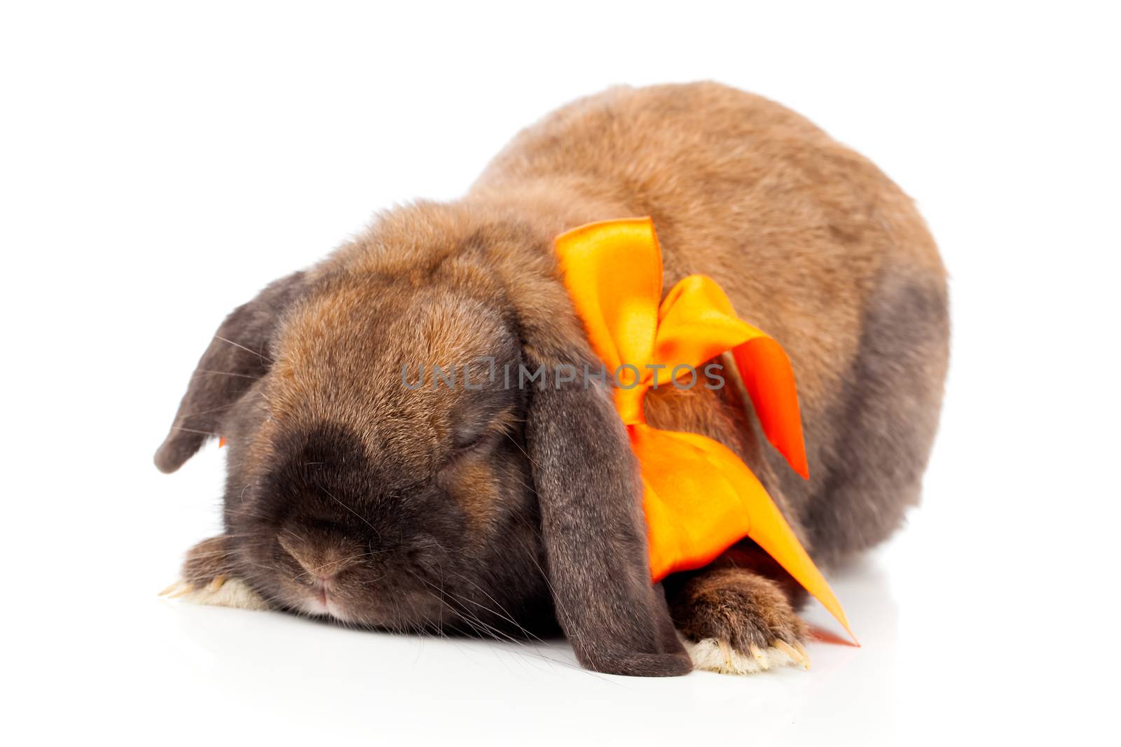 rabbit isolated on a white background
