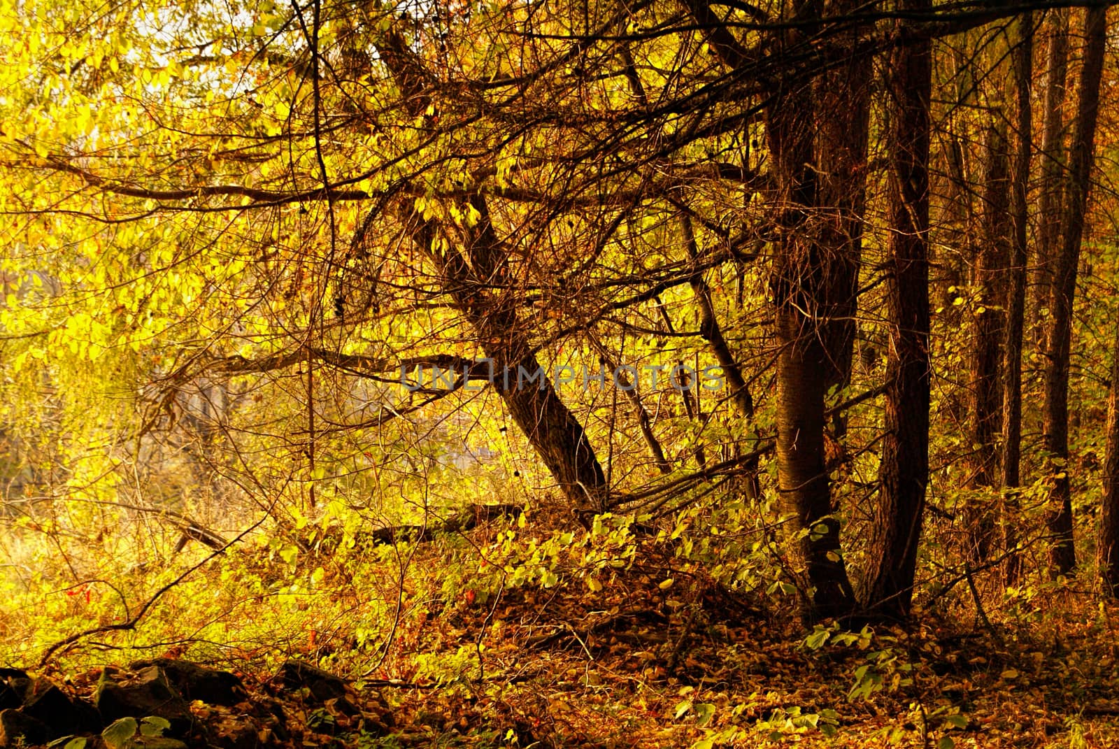 Picturesque view of yellow and brown autumn forest 