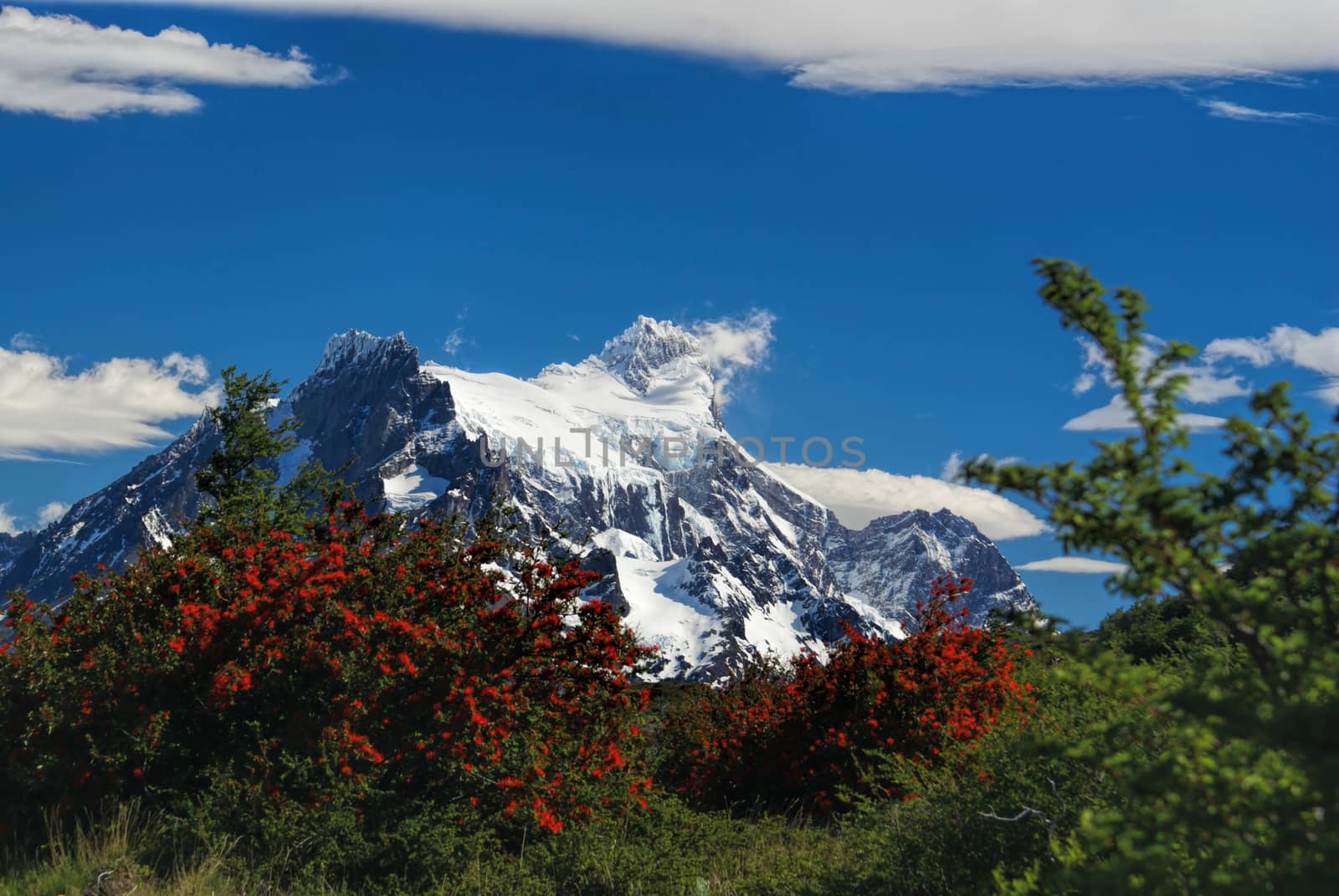 Close-up view of vegetation with breathtaking snowy mountains in the background             