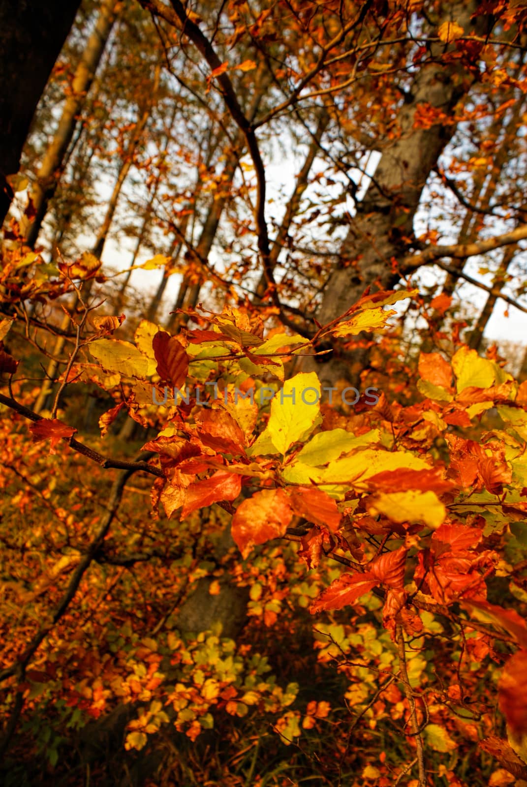 Close-up view of amazing yellow and red leaves in the forest             