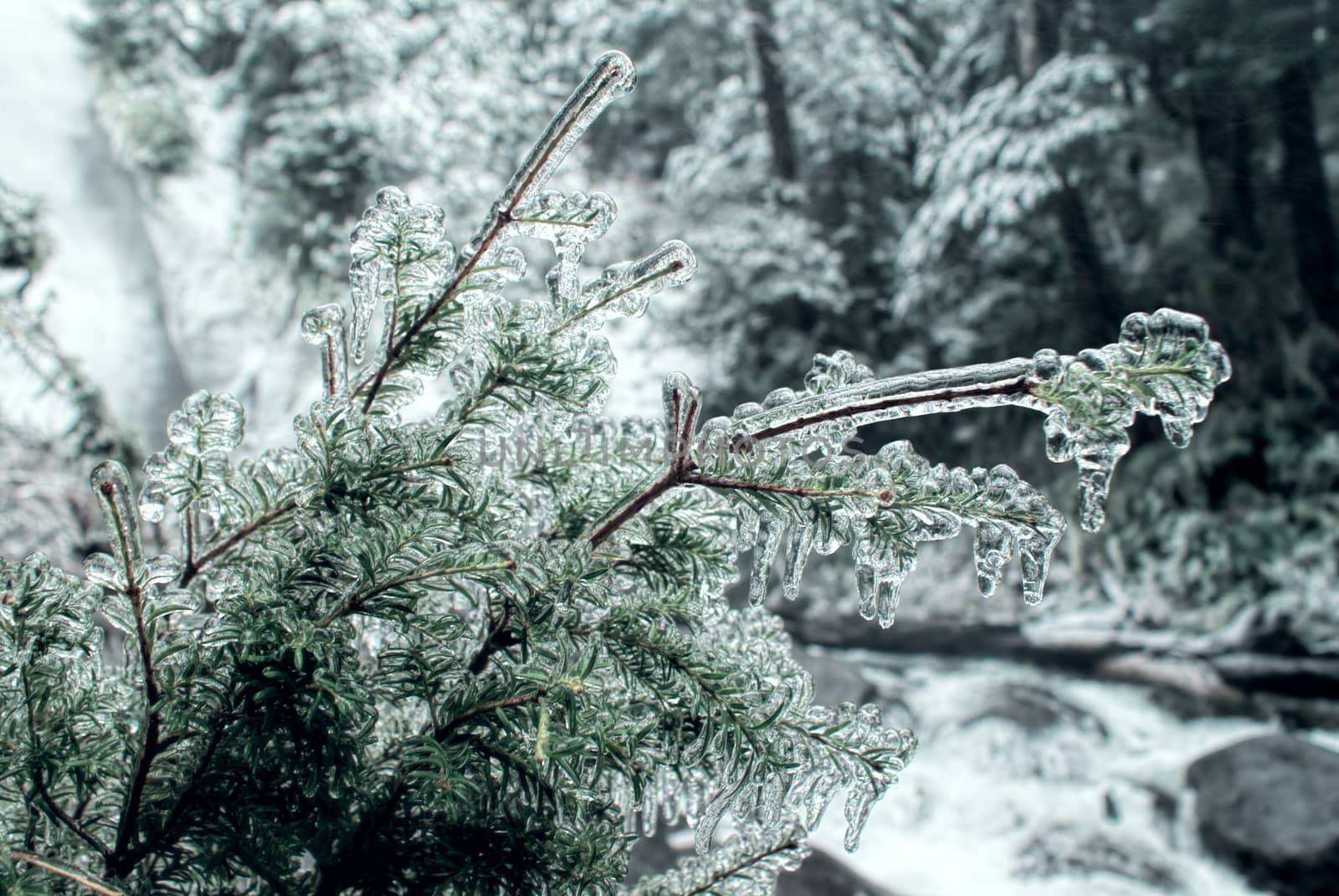 Close-up view of a clear rime covering a coniferous branch