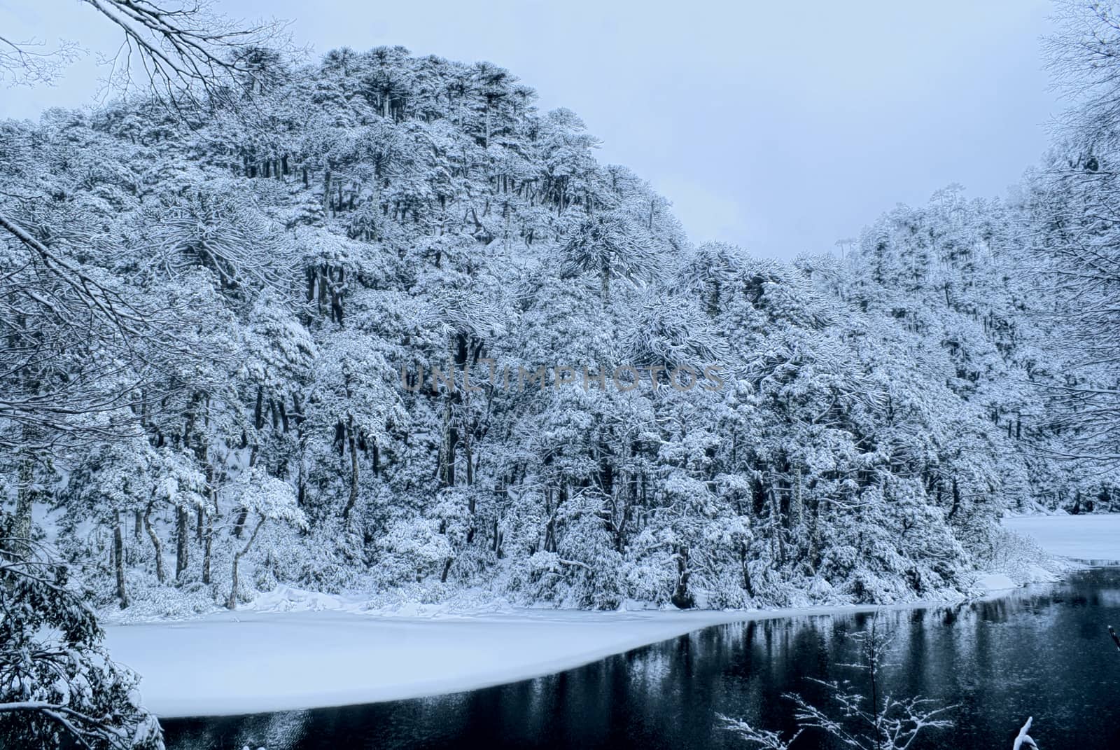 Panoramic view of dense forest under a snowy cover on the shore              