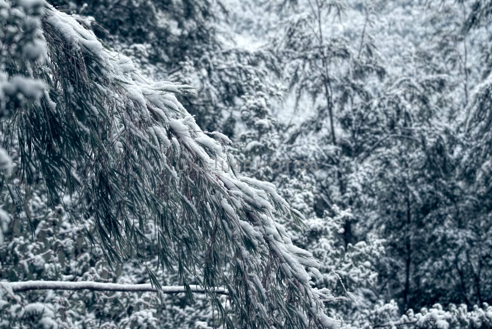 Close-up view of a long snow-covered branch in the forest