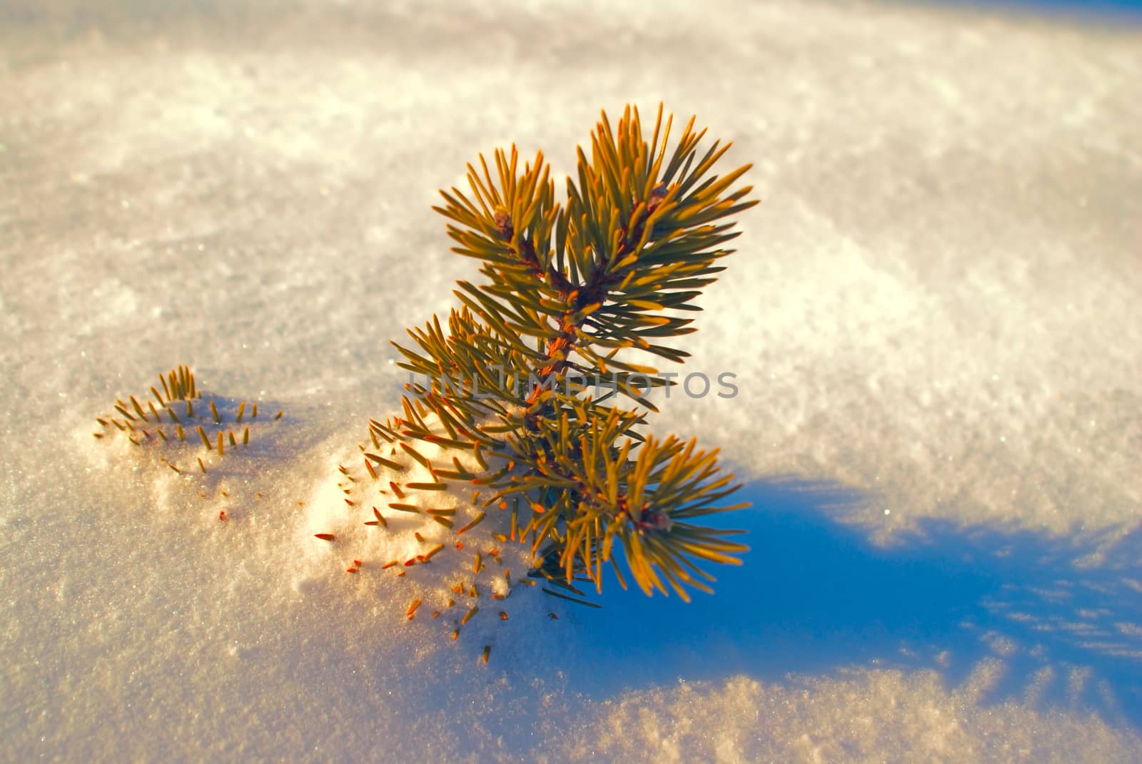 Amazing view of a little coniferous branch standing out of snow
