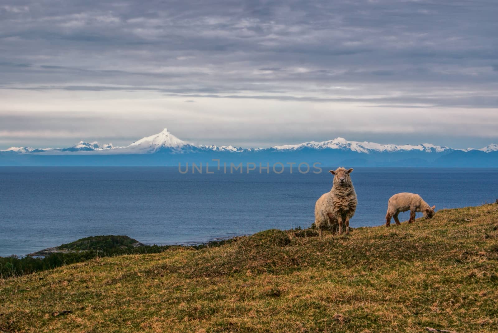 Panoramic view of sheep grazing on a hill with ocean and mountains in the background                   