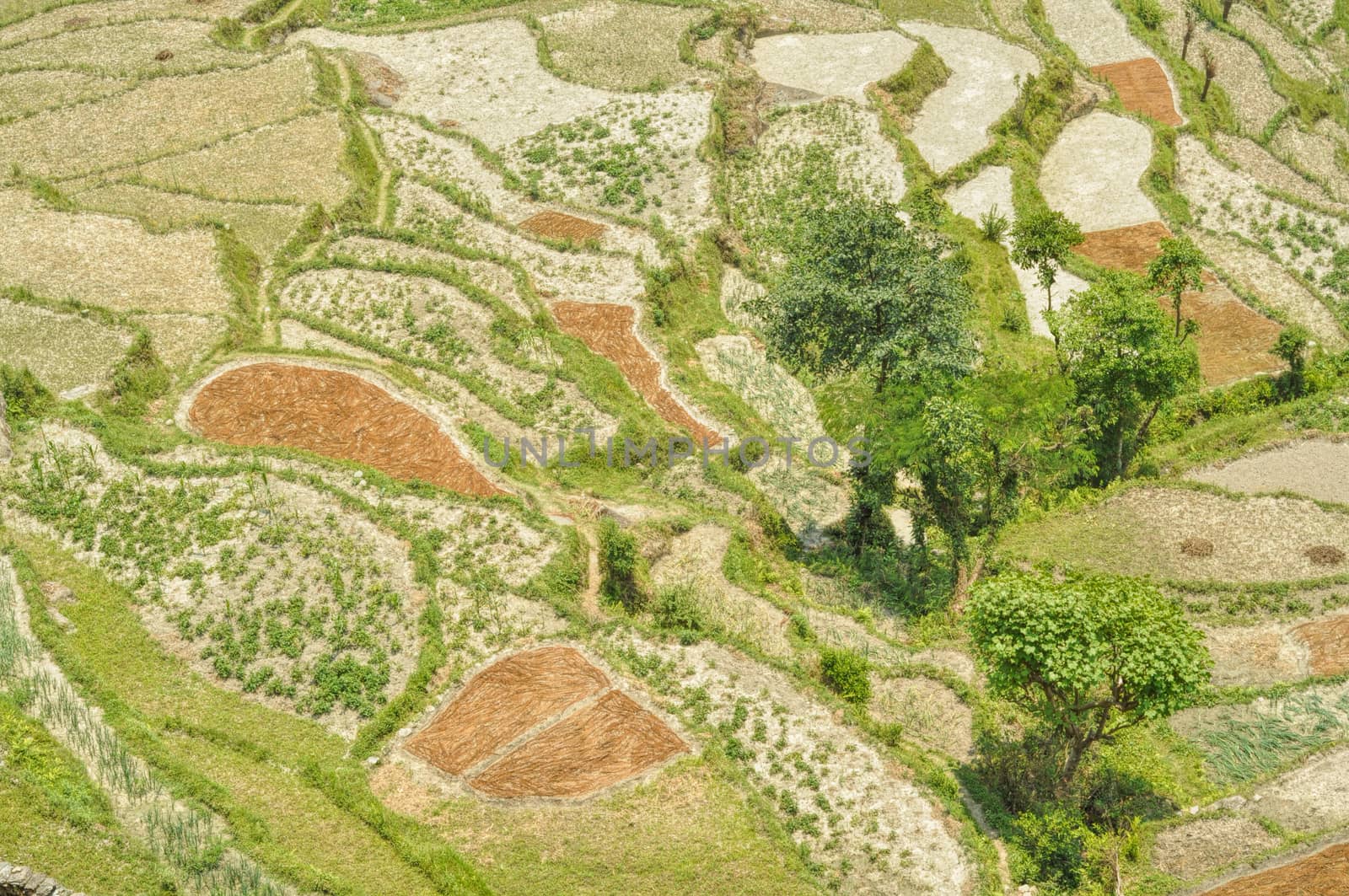 Picturesque view of terraced fields in Nepal from the top