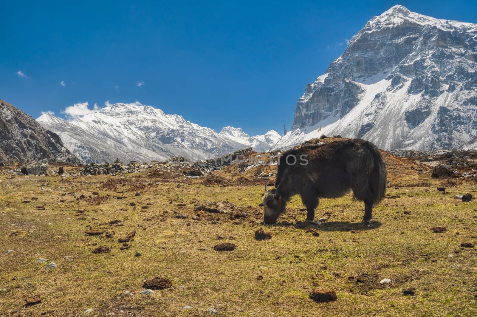 Picturesque view of yaks grazing on a meadow