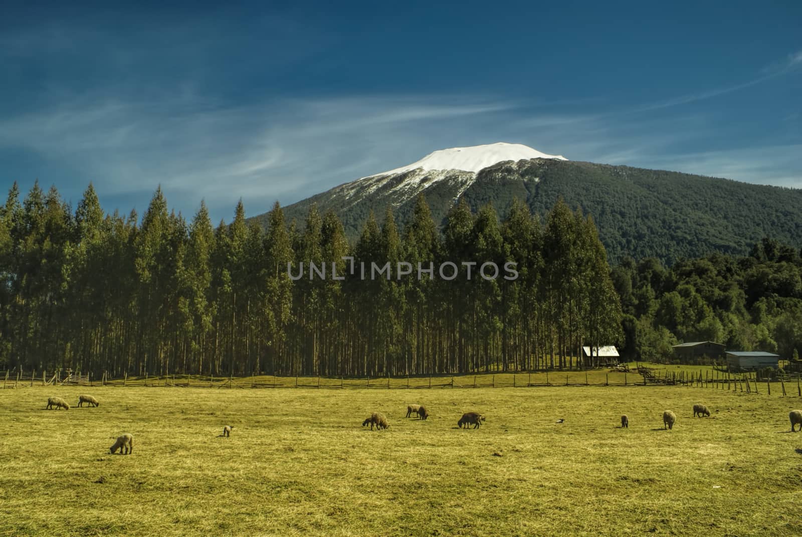 Picturesque view of sheep grazing at the foot of high mountains in Parque Nacional Hornopiren               