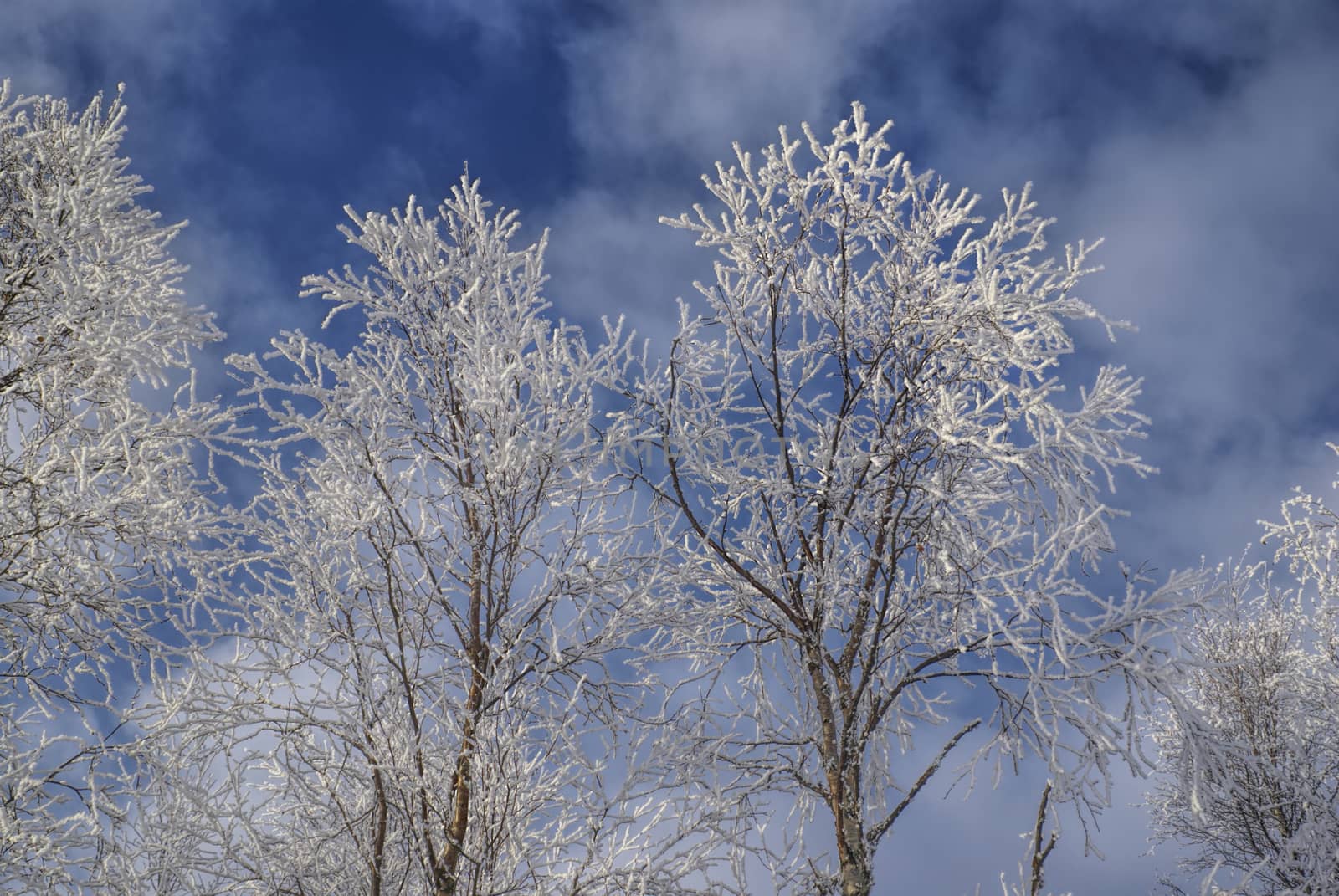 Frozen trees by MichalKnitl