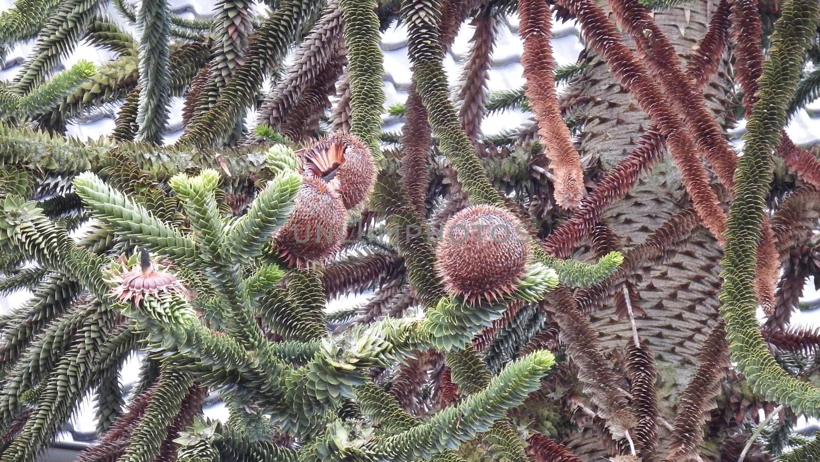 Araucaria has different names: "tree snake, shed fir monkey tail tree called etc, is a plant which belongs to the family of (Araucariaceae).
