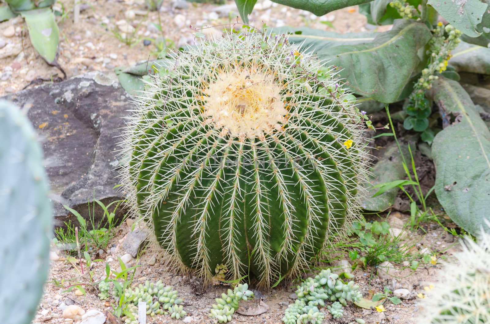 Big beautiful gold ball cactus also jokingly called mother-in-law cushion.