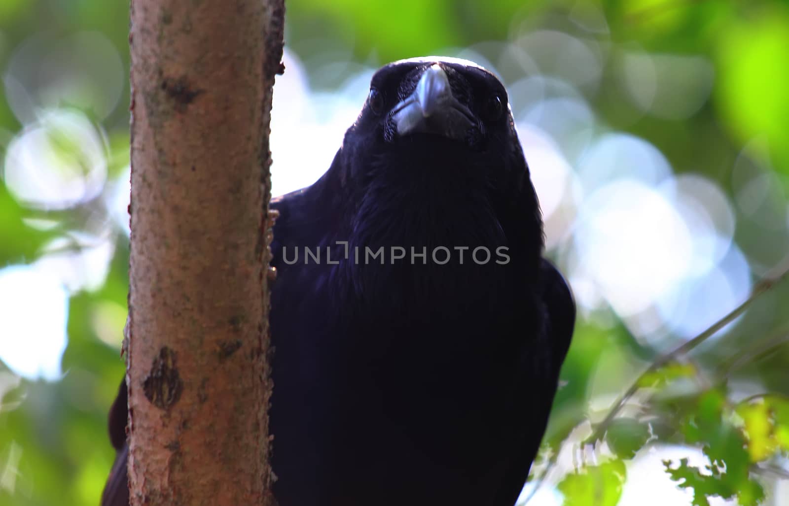 Big black raven on duty on the tree