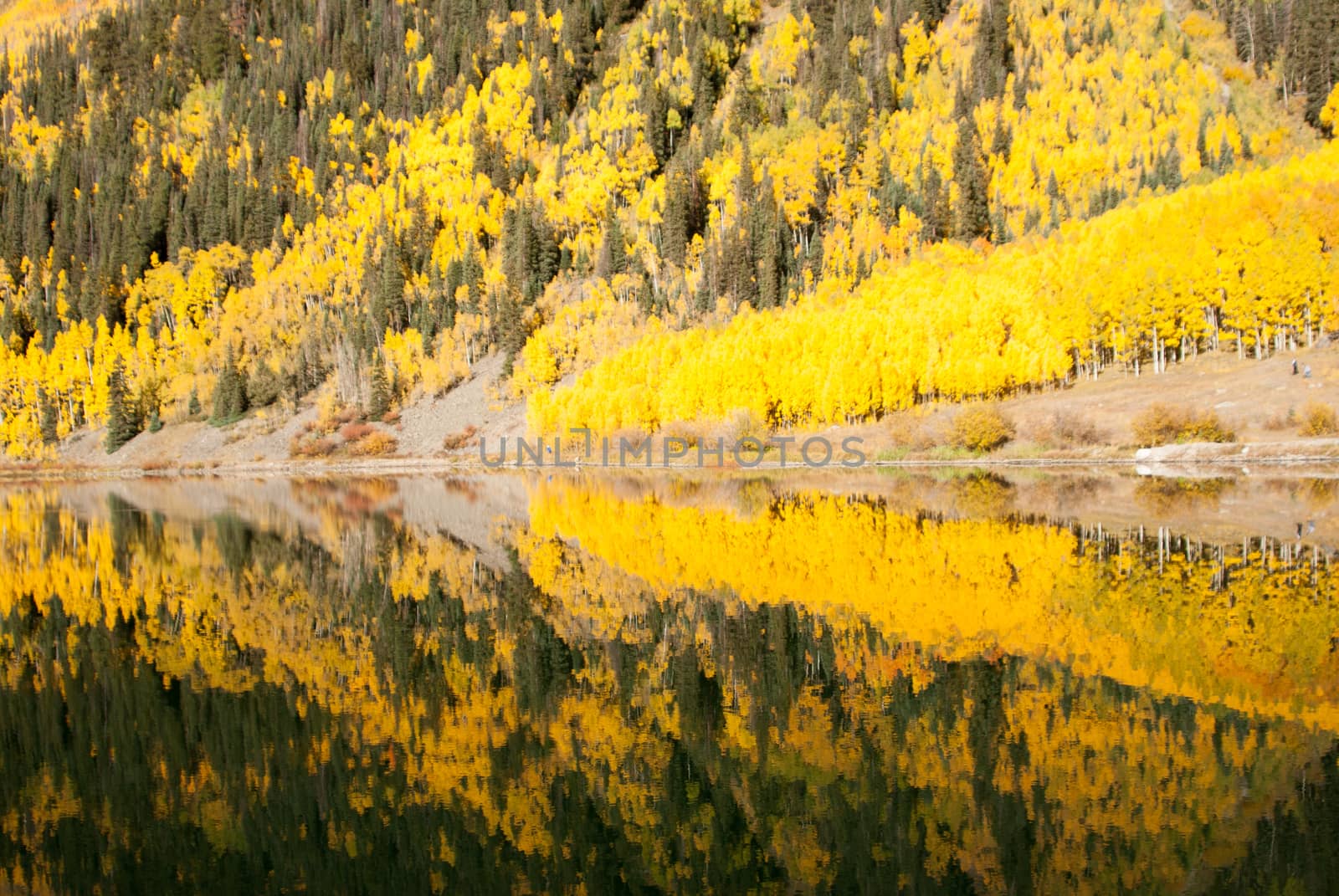 Aspens reflect on lake in Colorado Fall