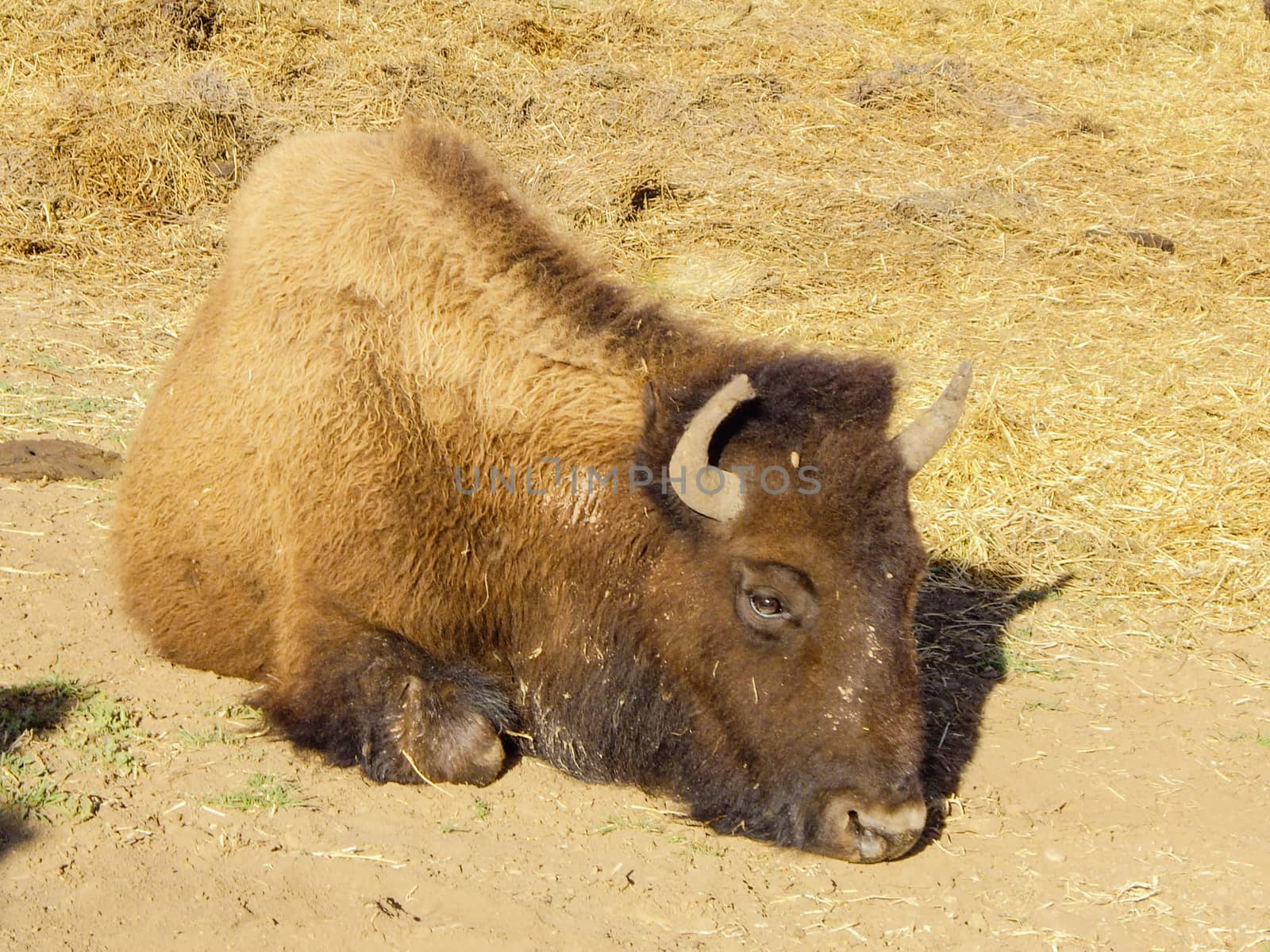 Resting Bison by emattil