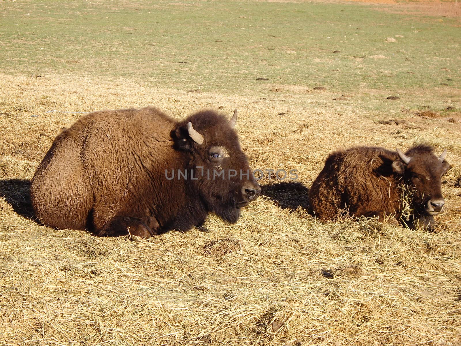 Buffalo Mom and Baby Resting by emattil