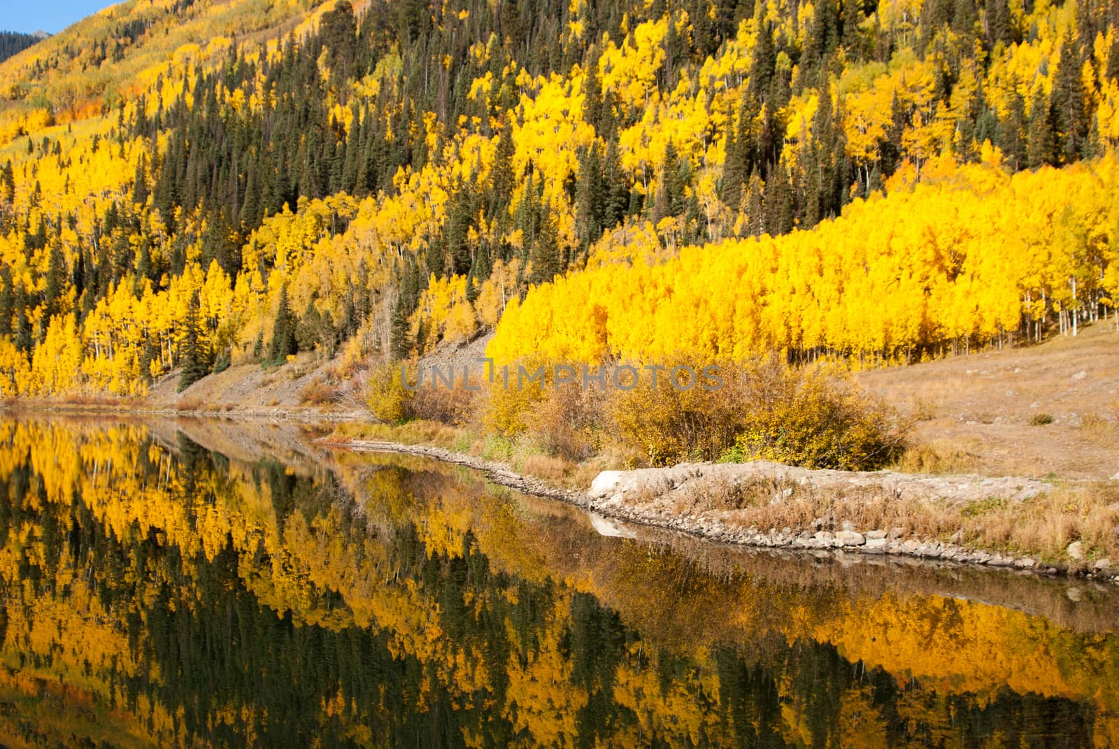 Lakeside reflections of Colorado aspens in Fall