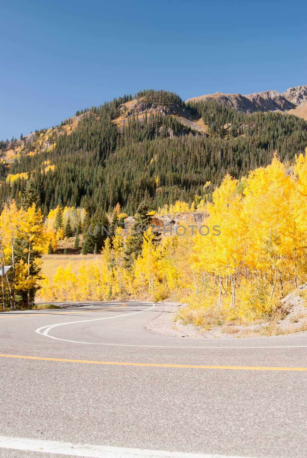 Aspens abound in Colorado high country