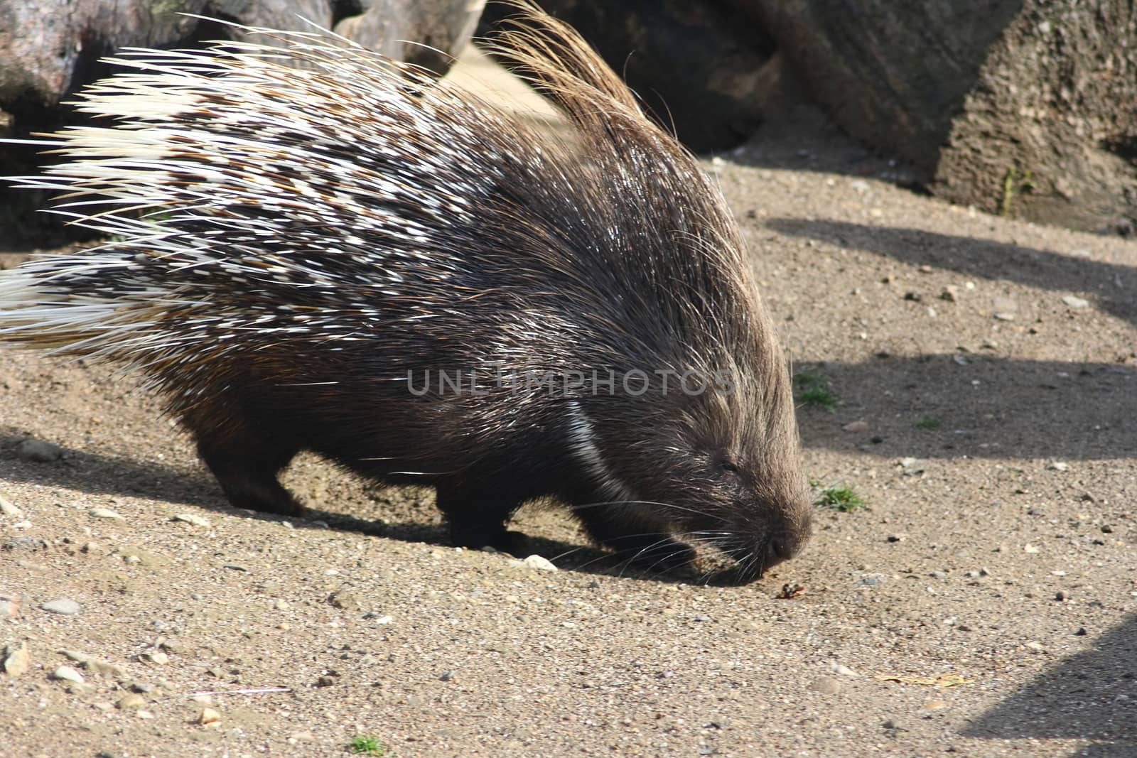 Porcupine (Hystricidae) is a rodent with quills