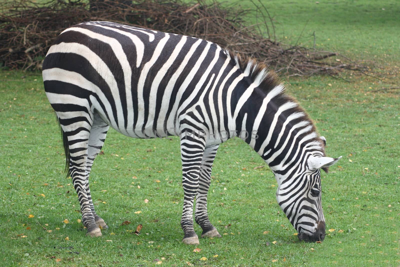 A Burchell's zebra (Equus quagga) in grazing on a green meadow