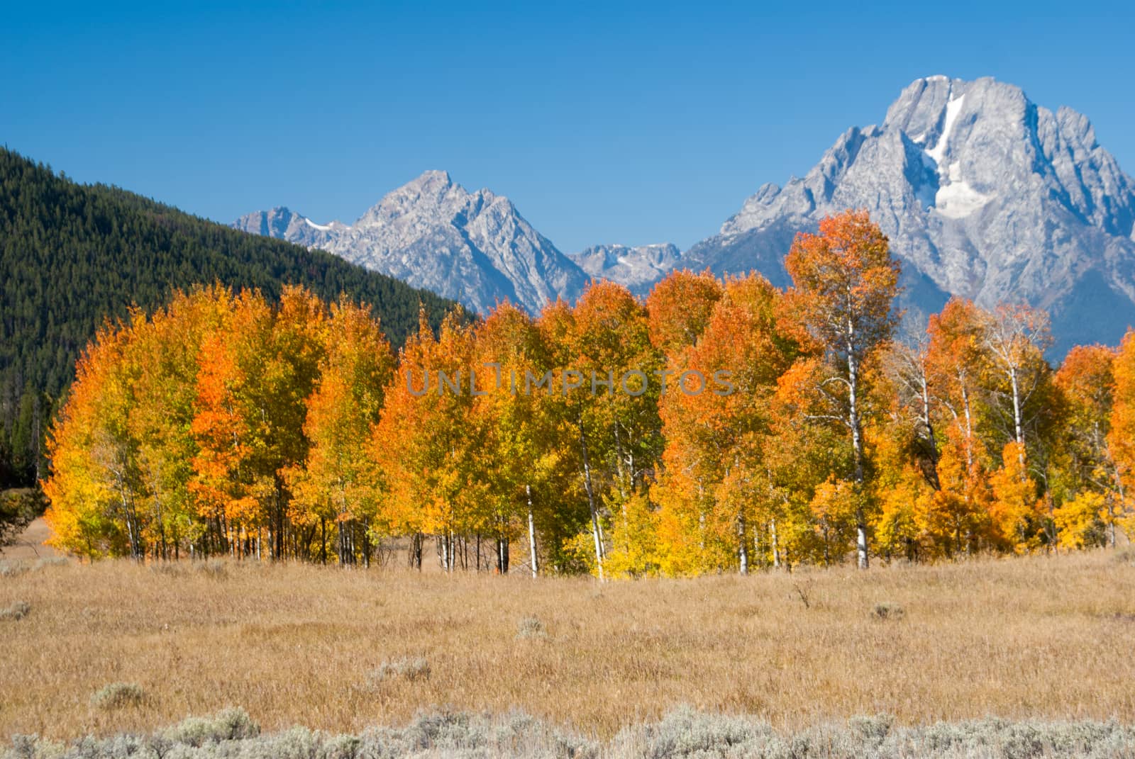 Autumn in Grand Tetons National Park