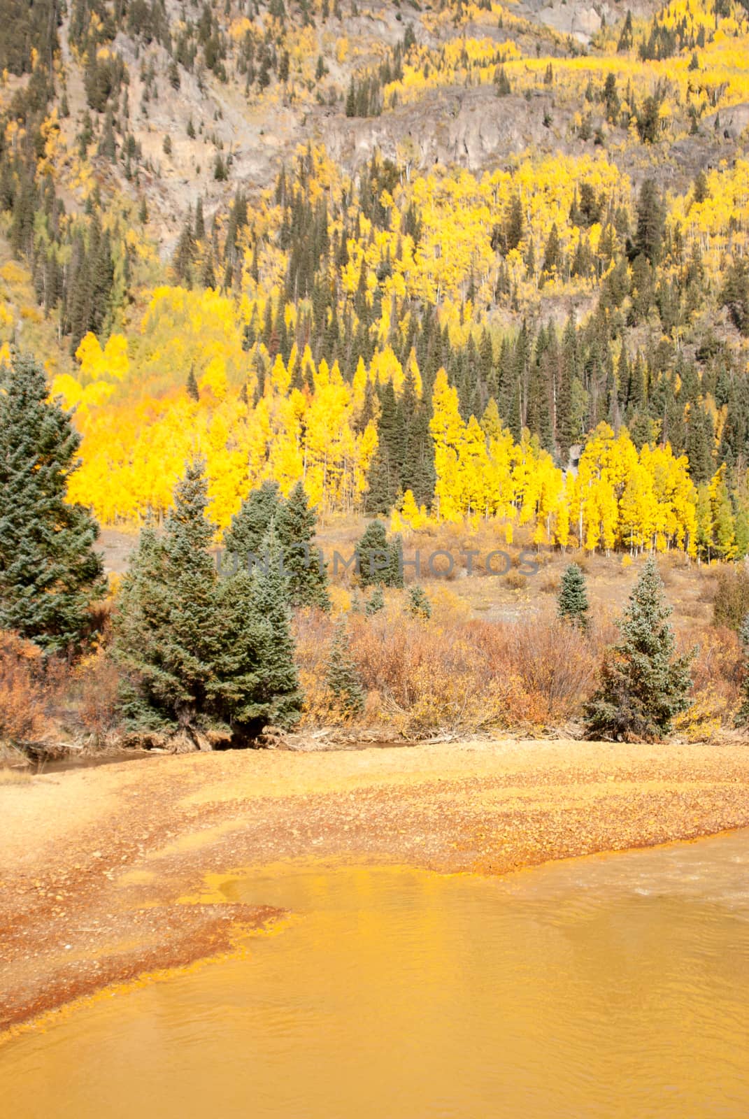 Aspens on mountainside by muddy yellow river