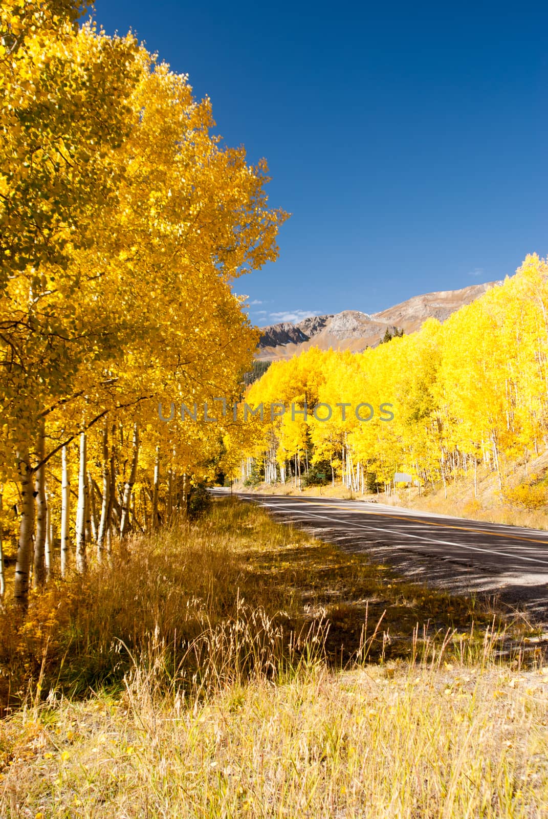 Aspens line the roadside in Colorado mountains