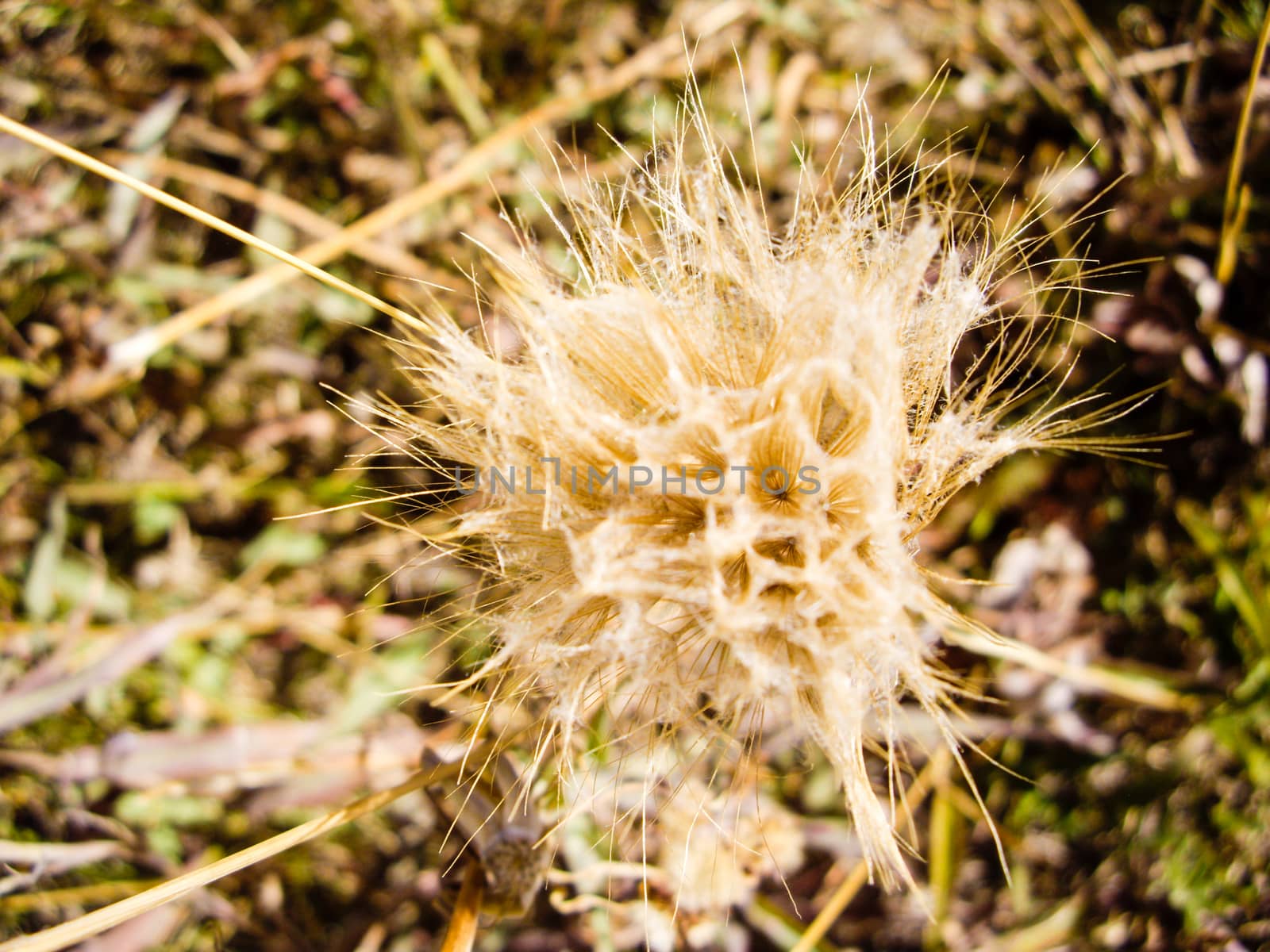 Flora with honeycomb pattern